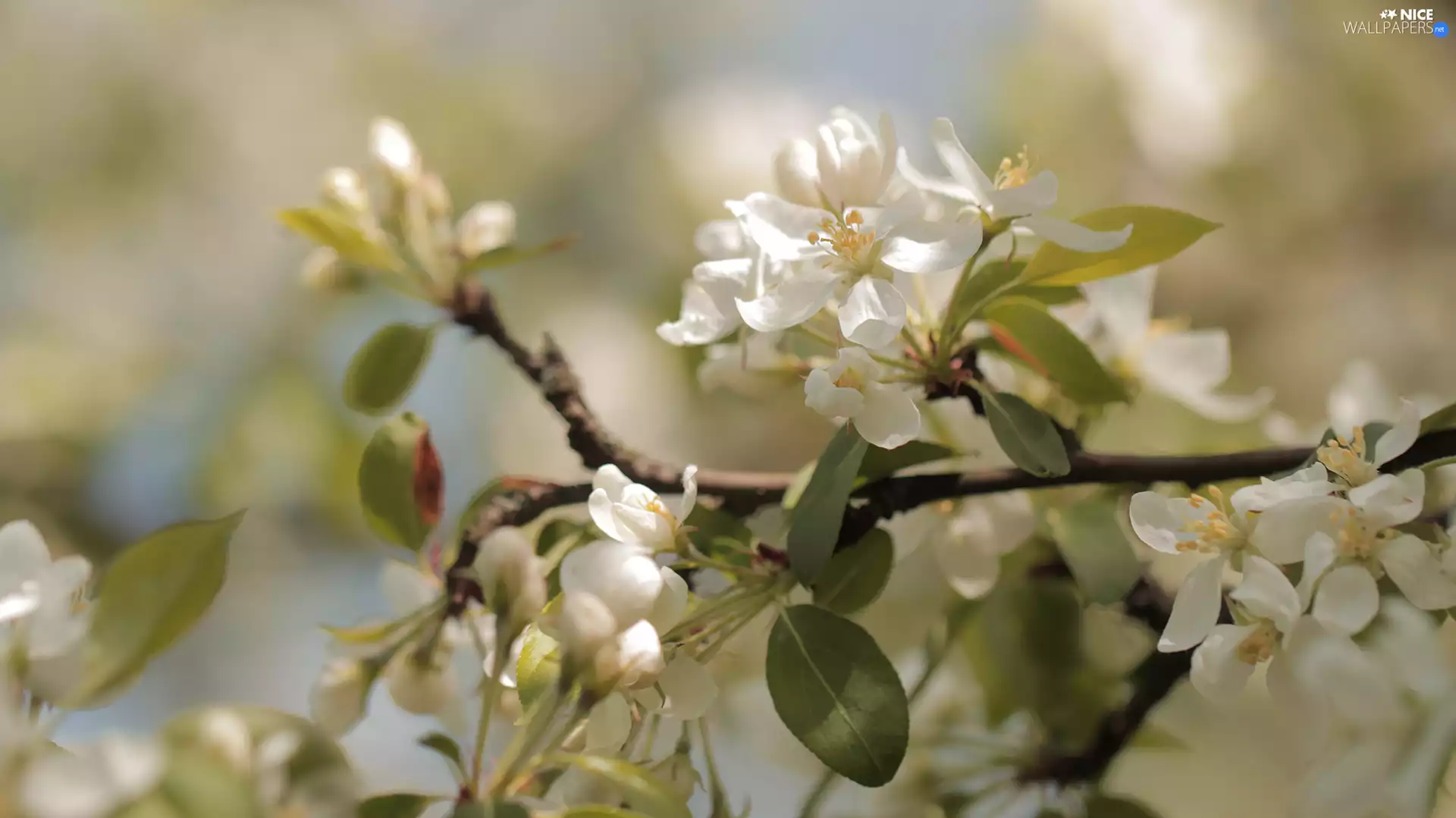 Fruit Tree, Flowers, apple-tree