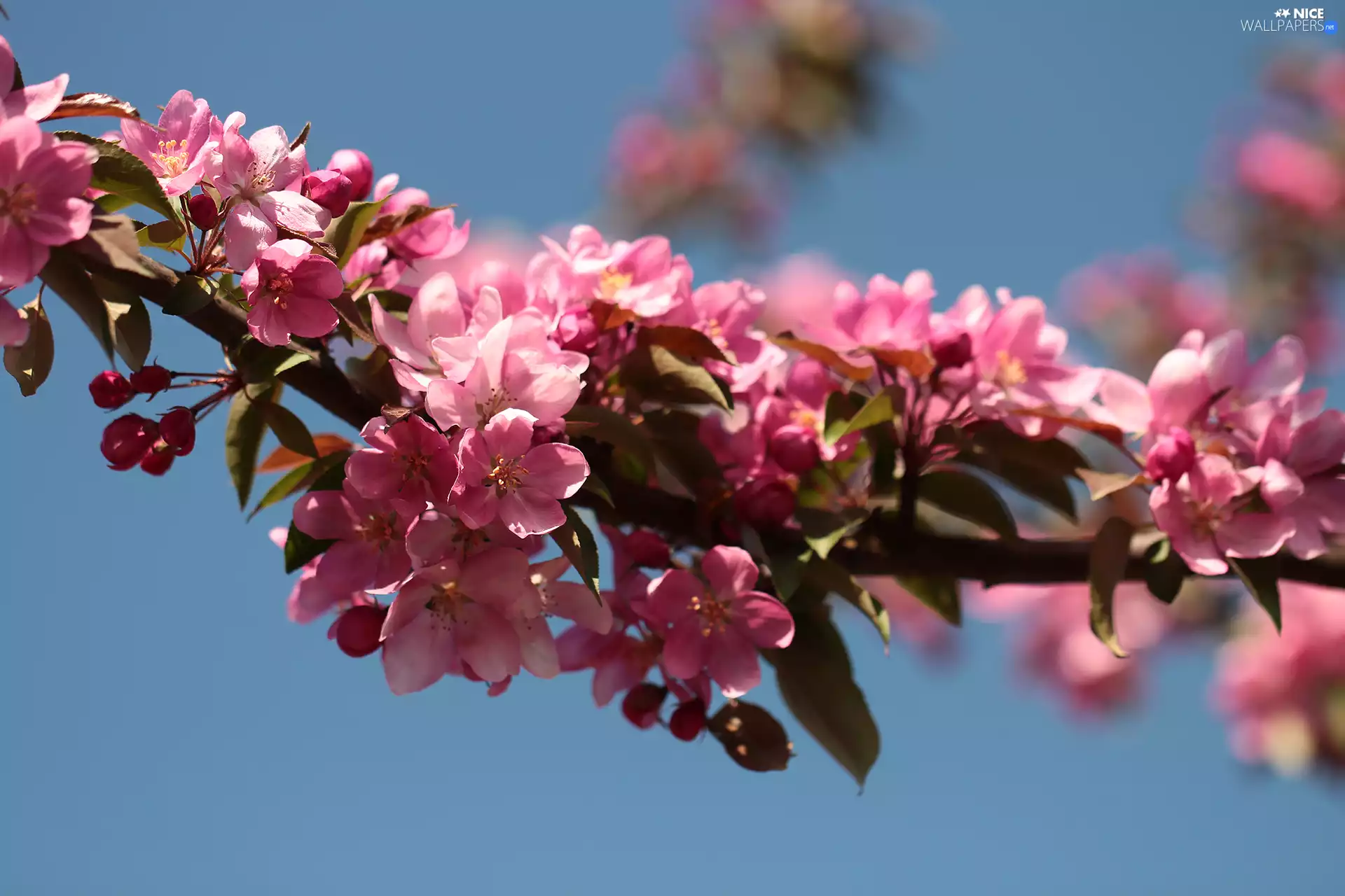 Fruit Tree, Flowers, Pink, twig