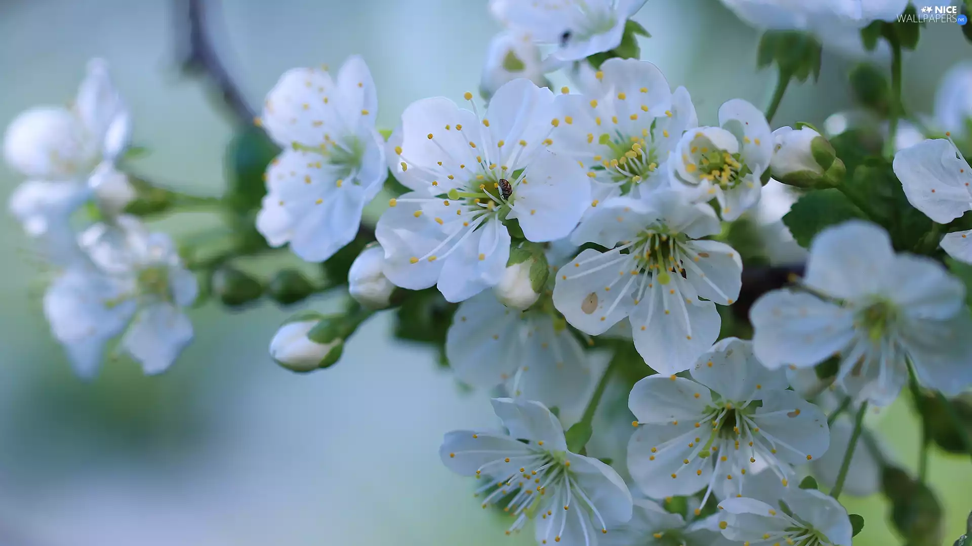 Fruit Tree, Flowers, White, twig
