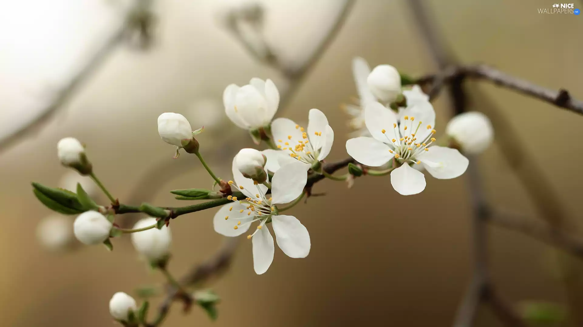 Fruit Tree, Flowers, twig, White