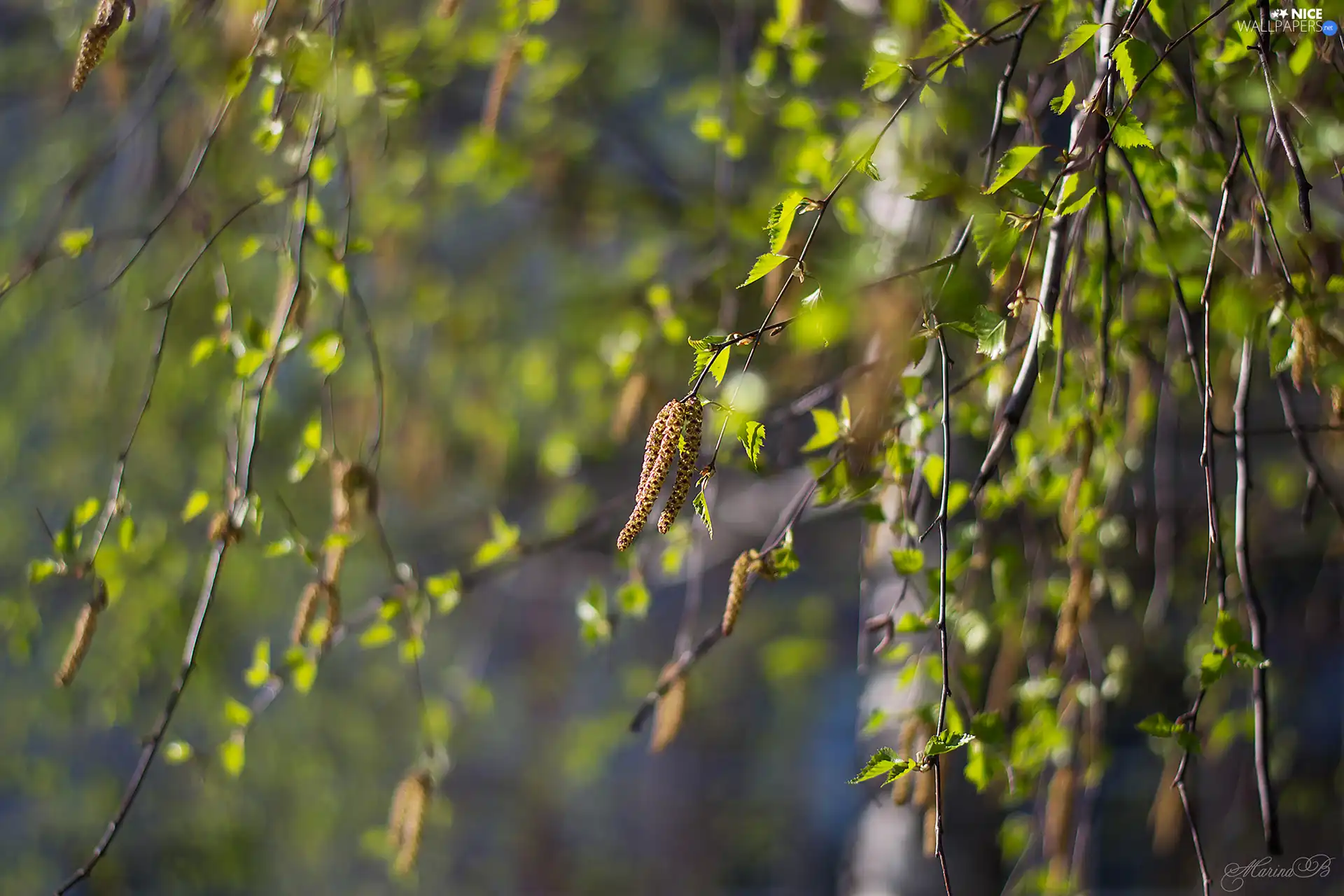 inflorescences, Twigs, birch-tree