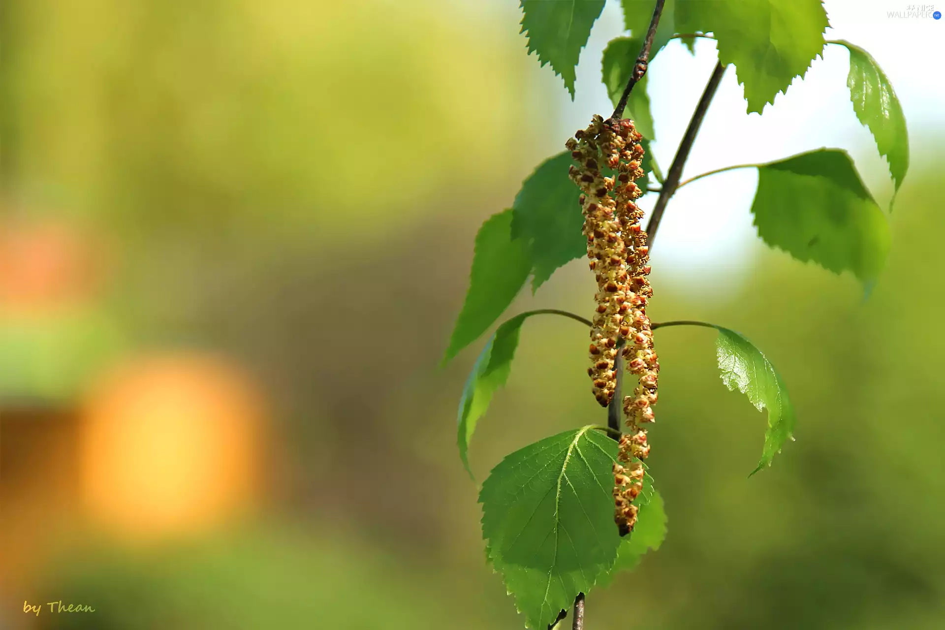 leaves, young, birch-tree
