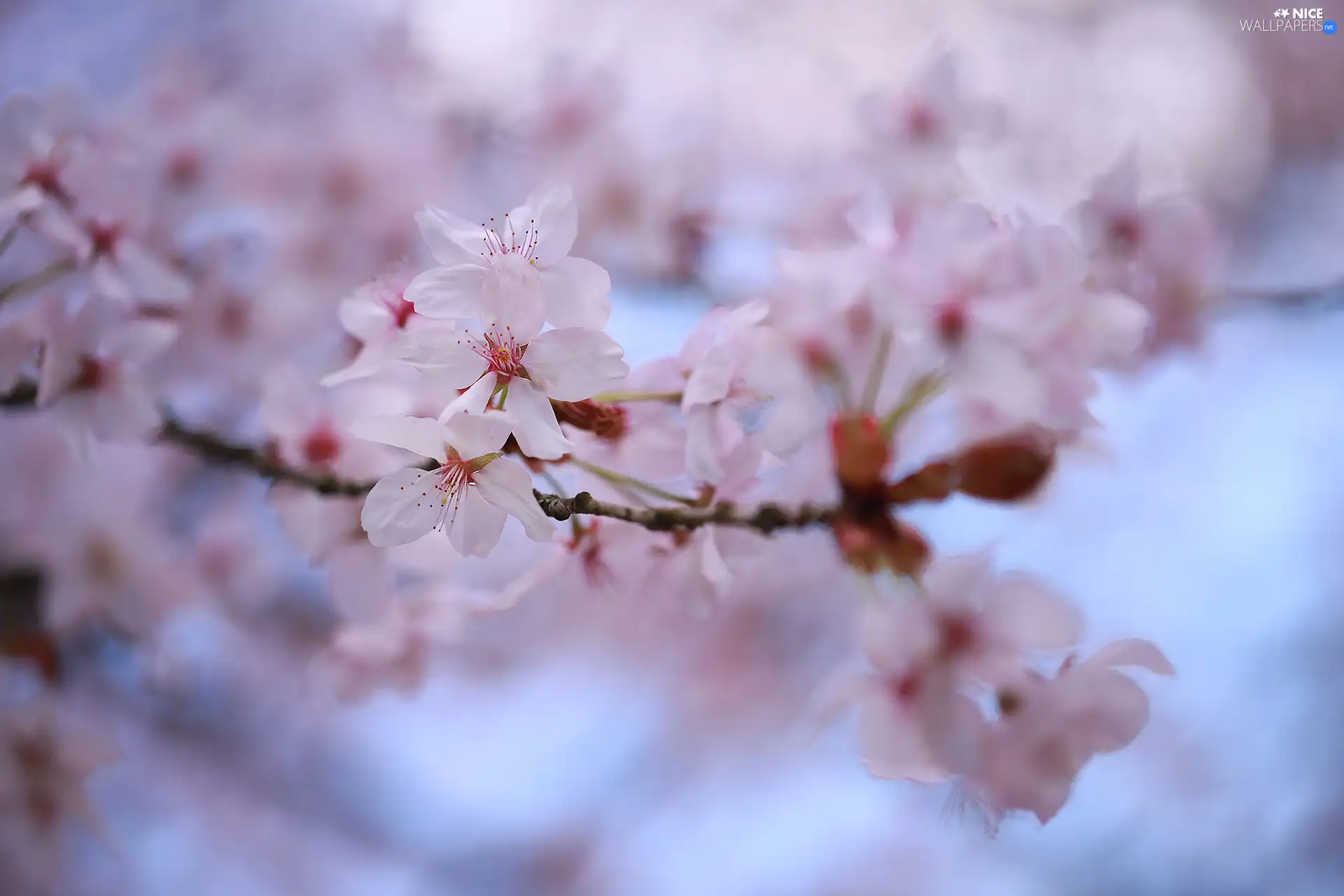 Fruit Tree, Light pink, Flowers