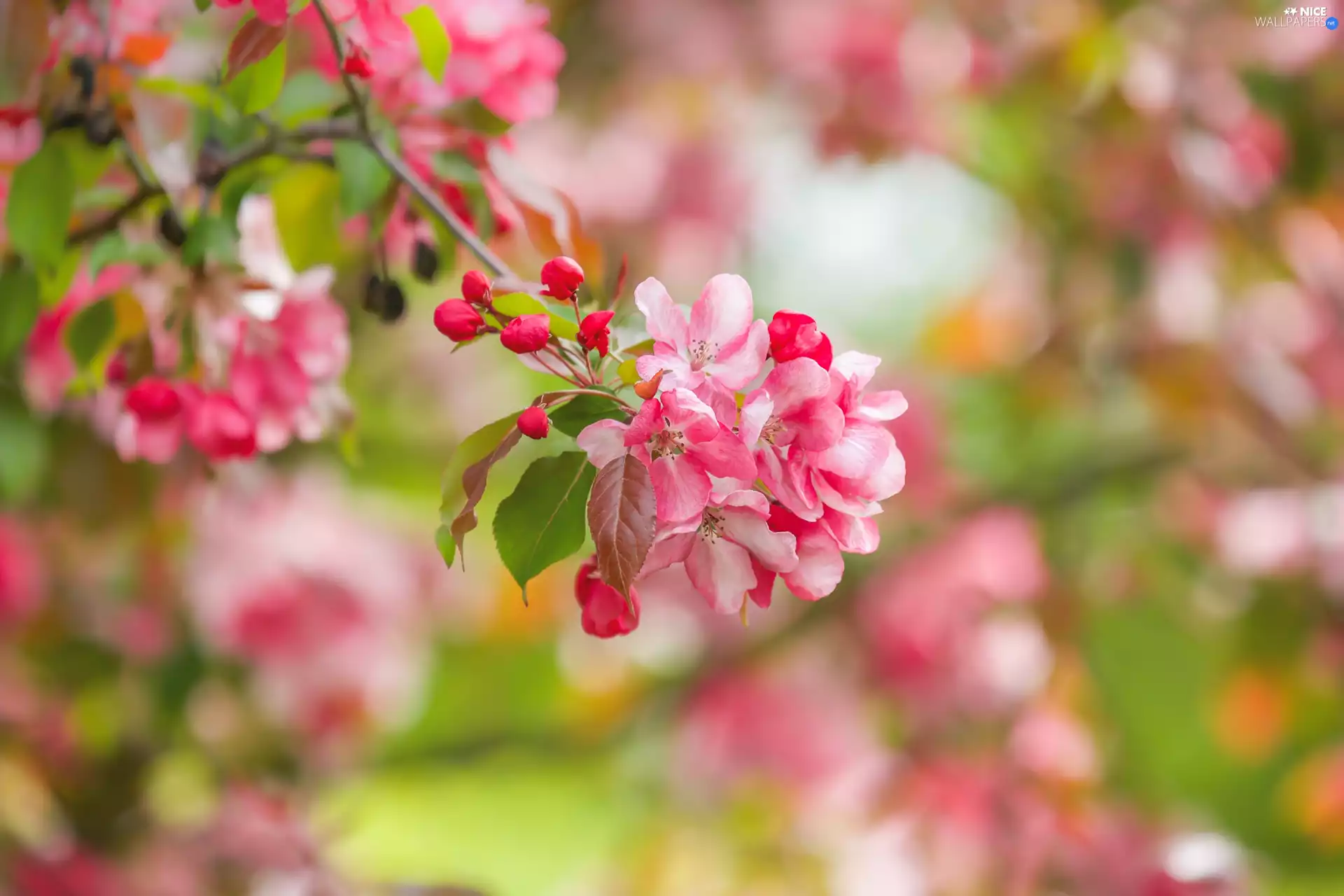 Fruit Tree, Pink, Flowers, twig