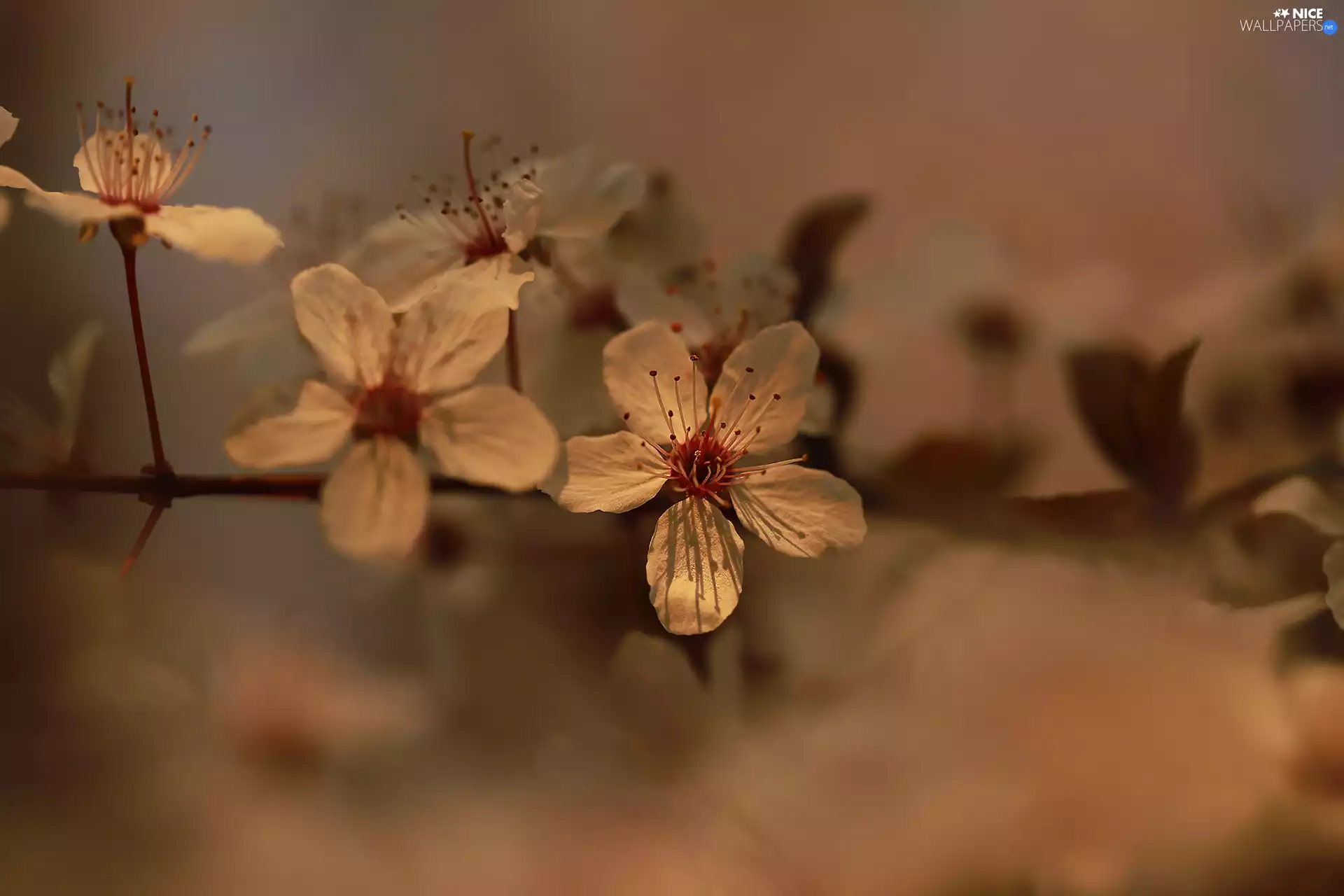 rapprochement, Flowers, Fruit Tree