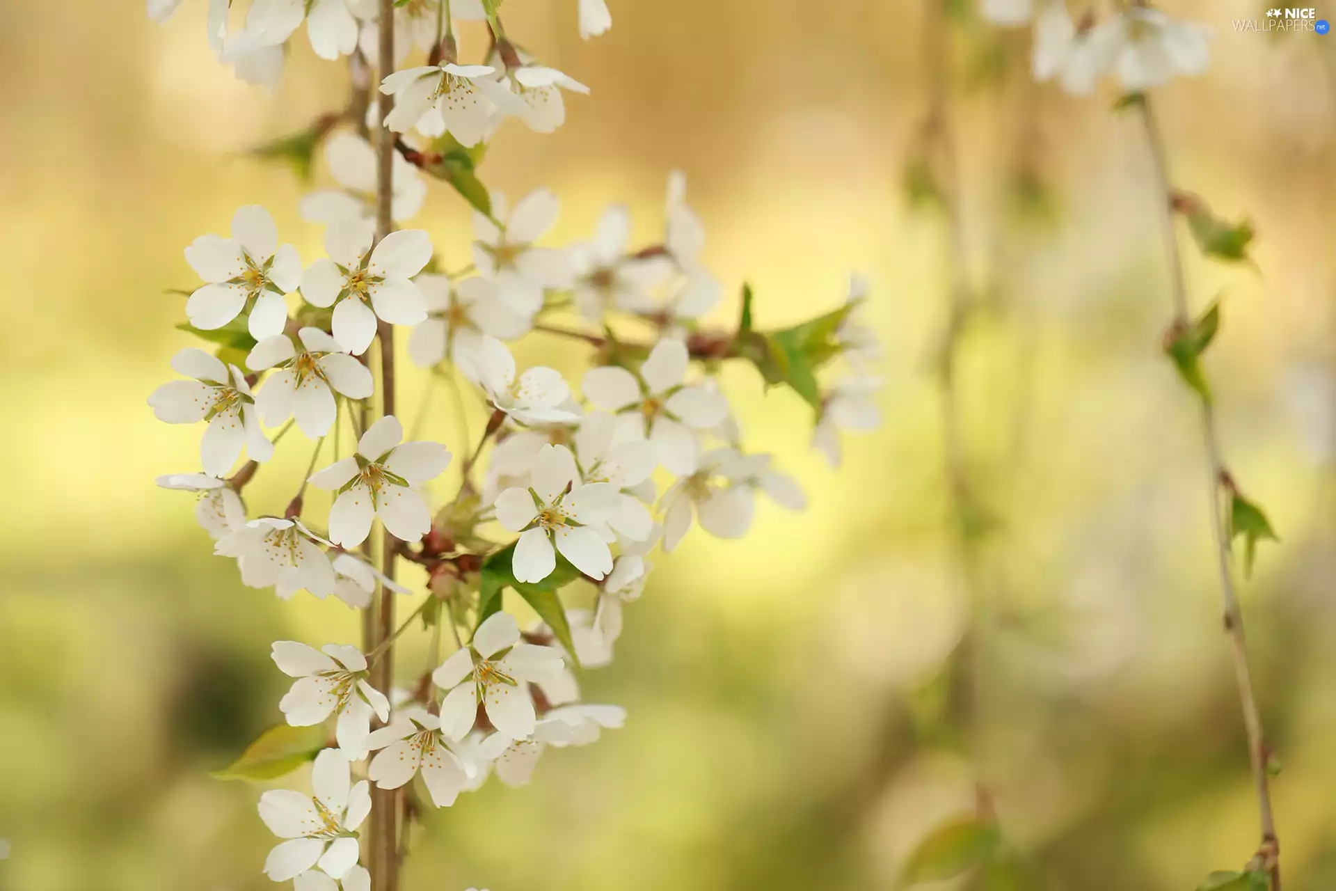 Fruit Tree, Rising, kirsch, twig