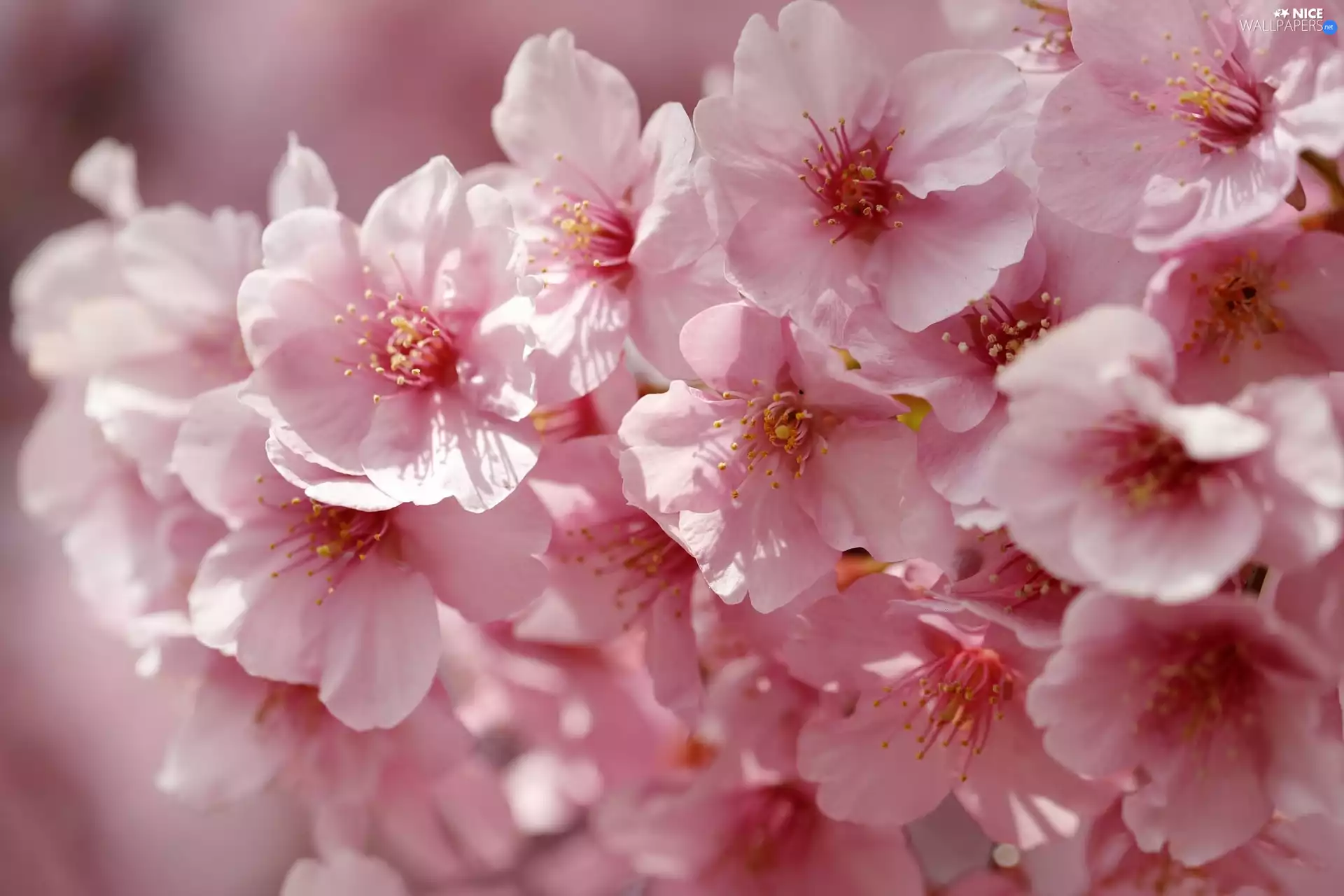 Fruit Tree, twig, Flowers, cherry