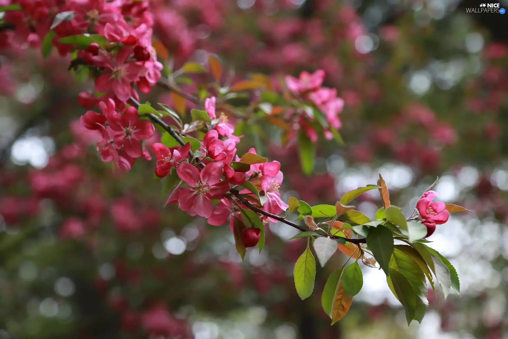 Flowers, cherry, Fruit Tree, Pink, twig