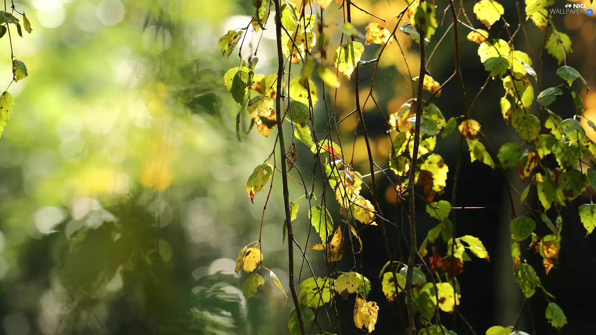Twigs, Leaf, birch-tree
