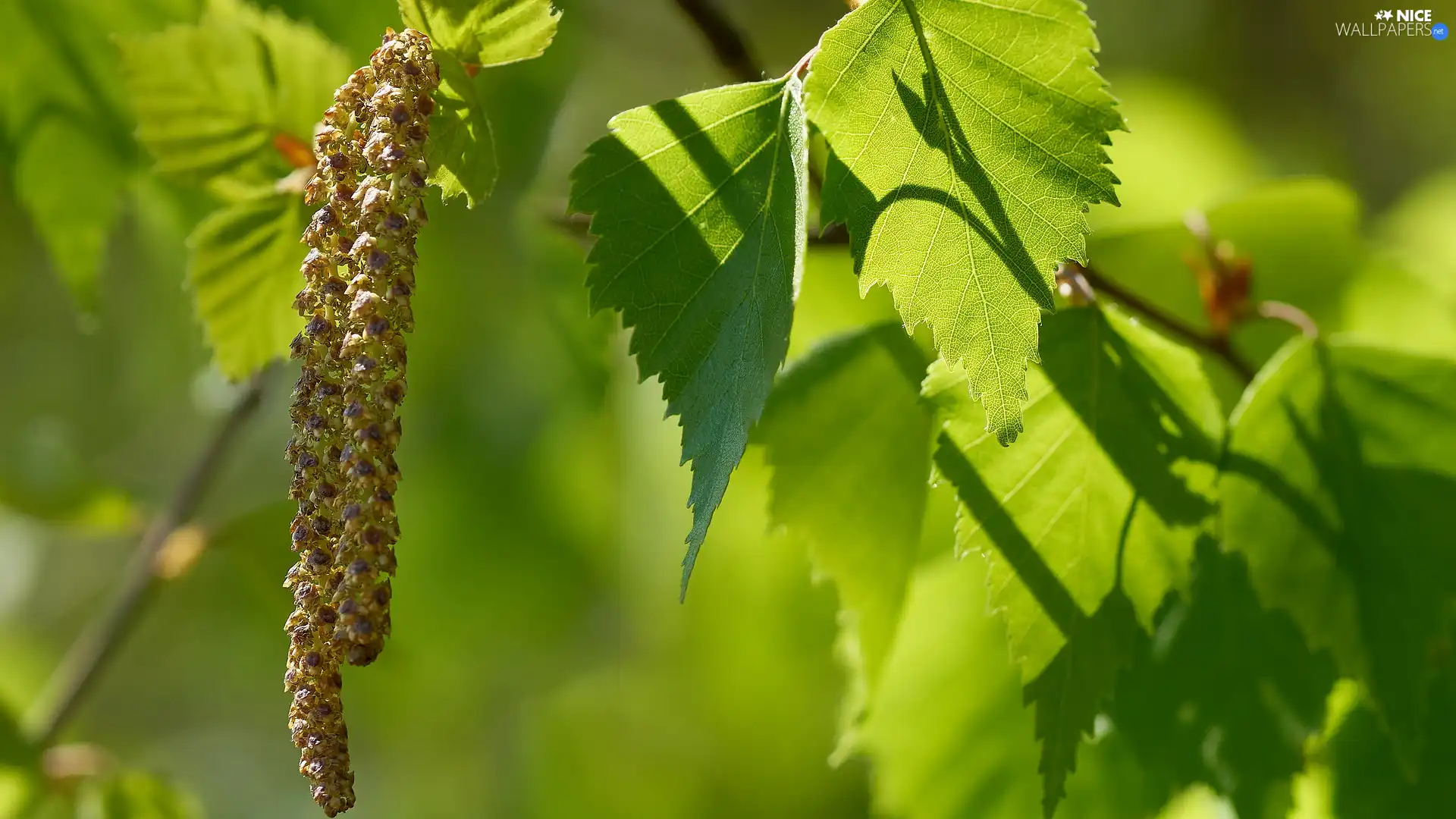 birch-tree, young, leaves, inflorescences