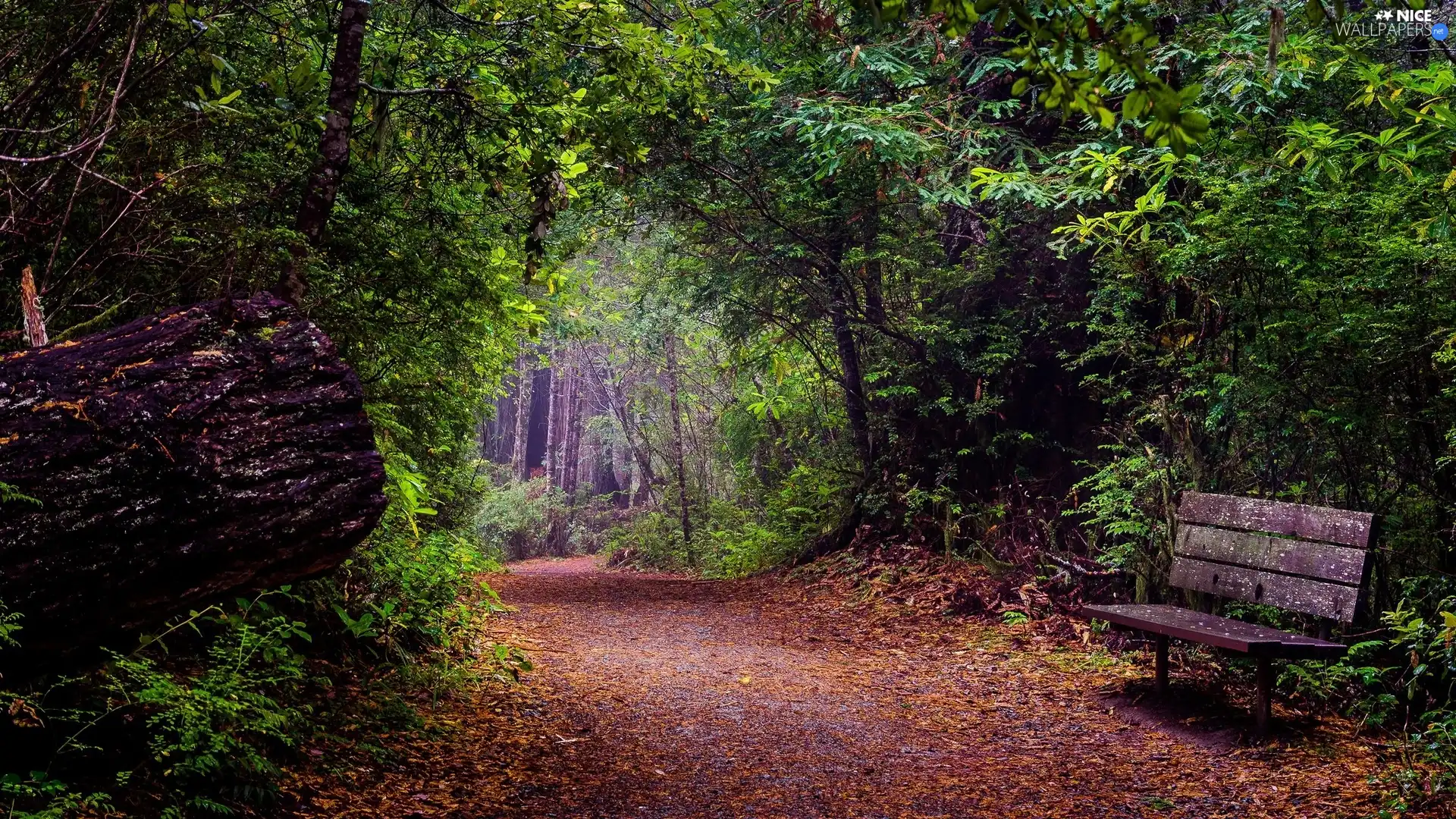 Leaf, Way, viewes, Bench, forest, trees, autumn