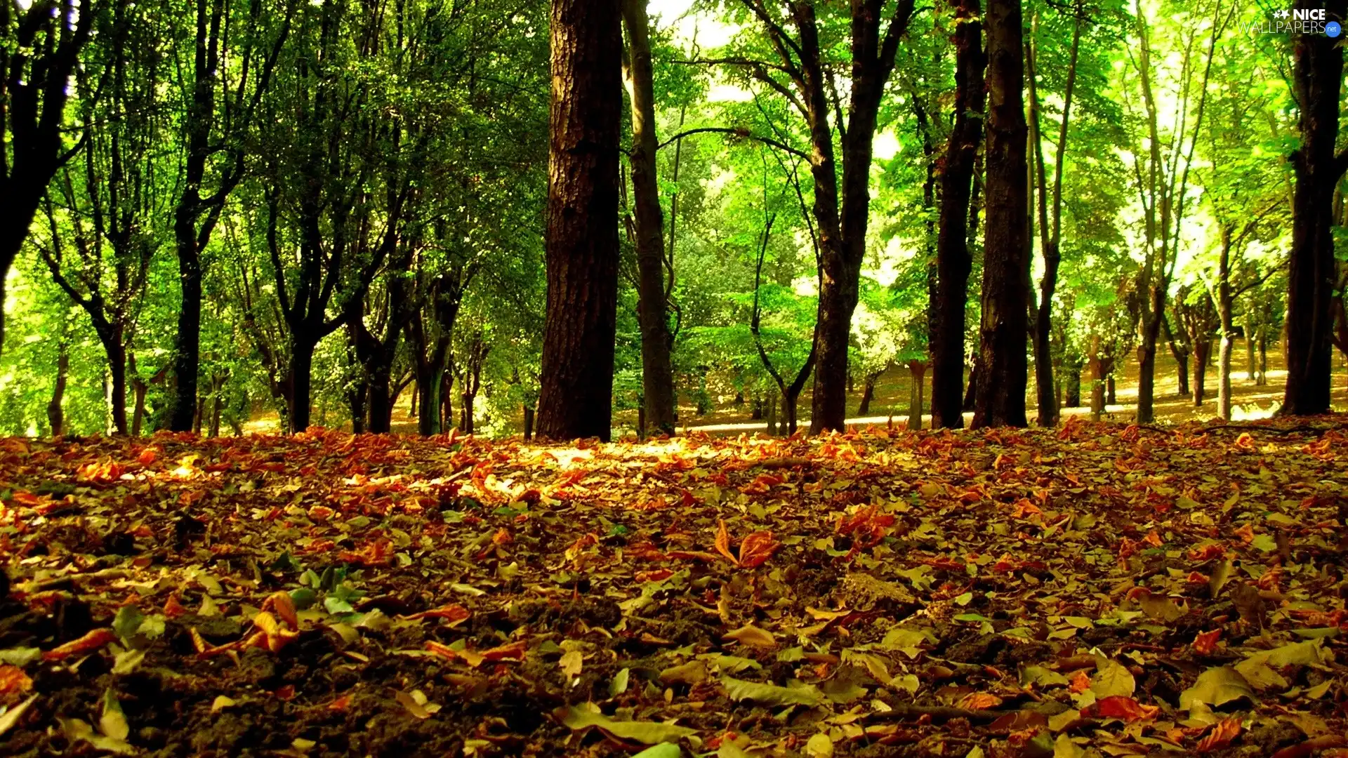 green ones, Leaf, viewes, autumn, color, trees, Park