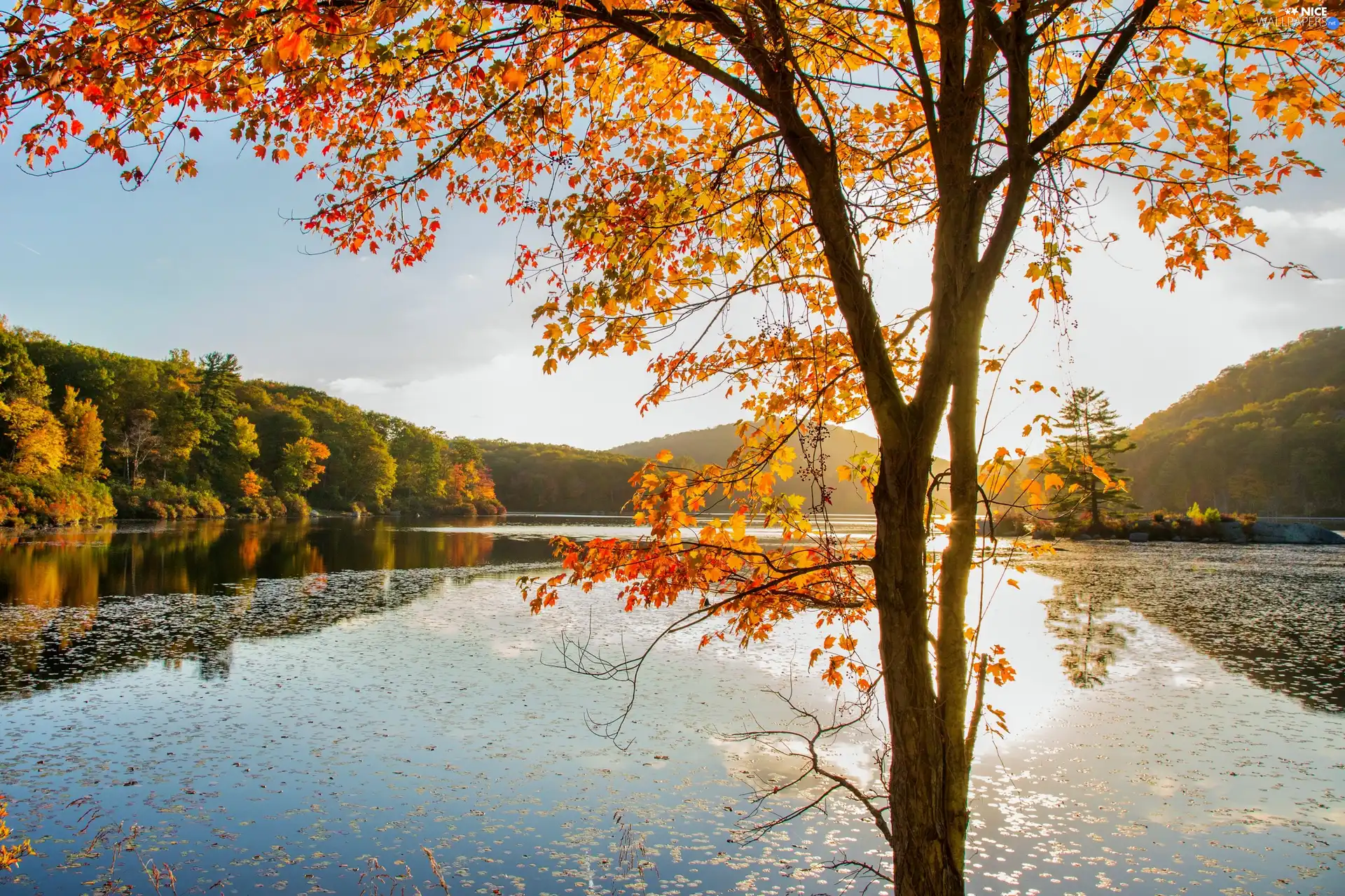 autumn, woods, trees, lake