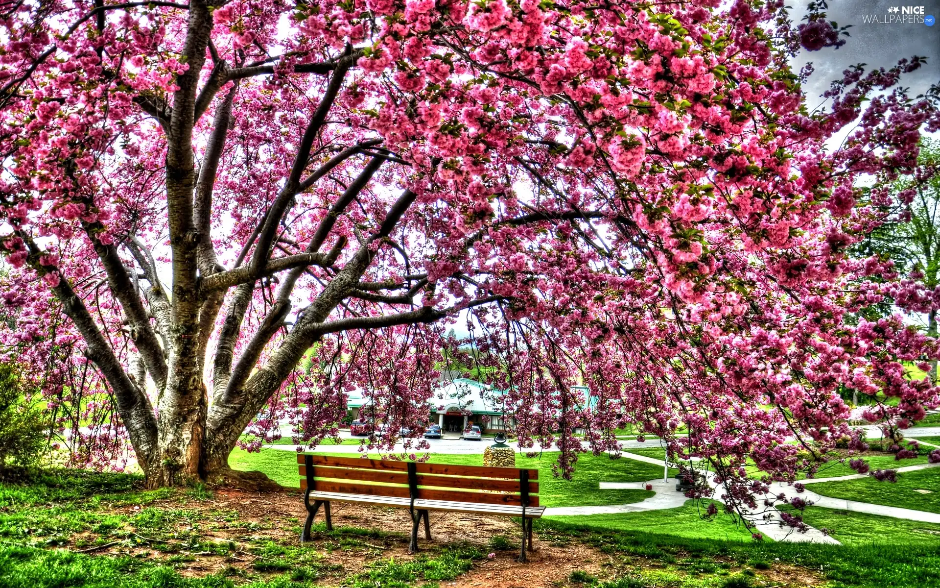 trees, Bench, Park, flourishing, Spring