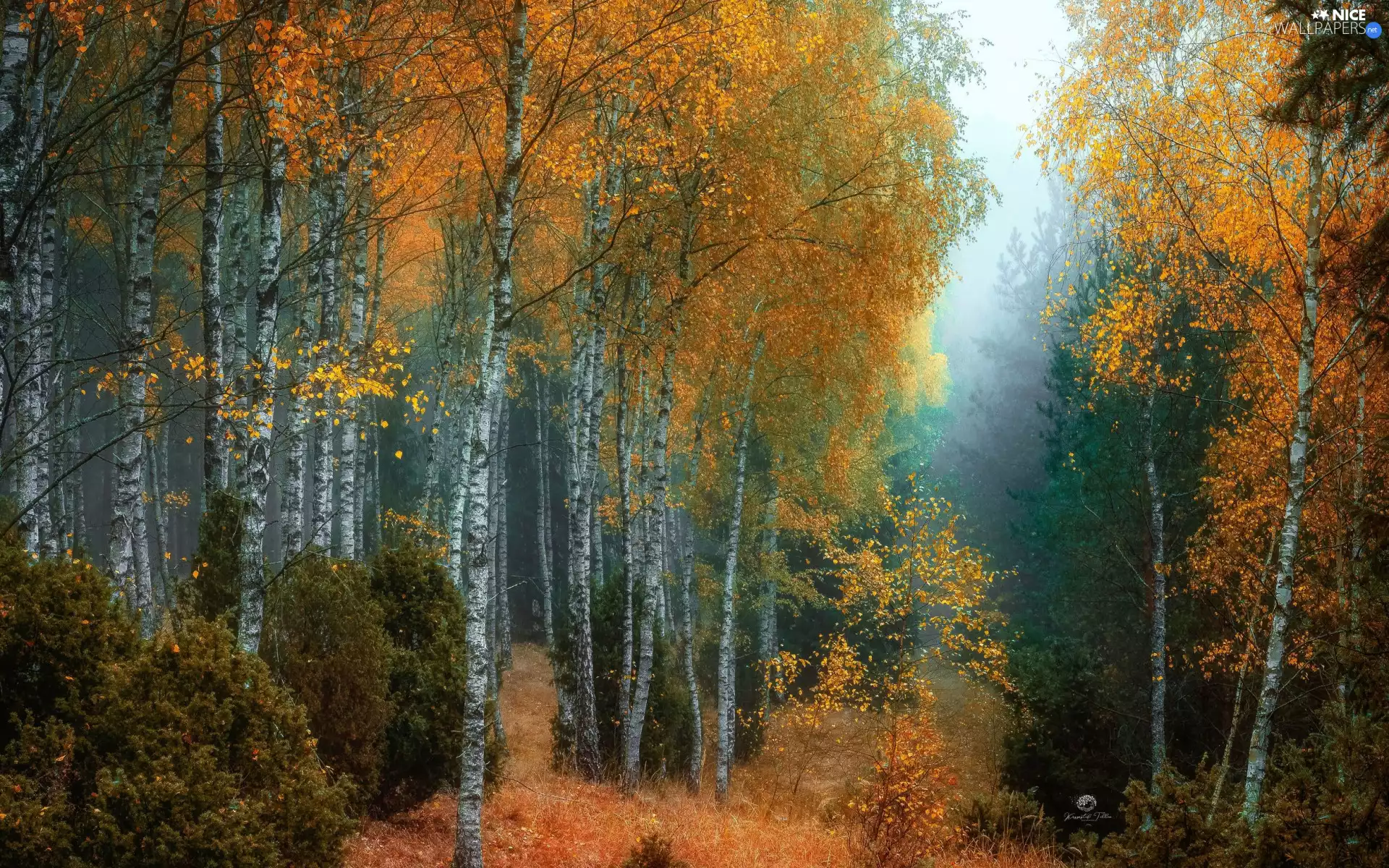 viewes, forest, birch, trees, autumn, Fog, grass