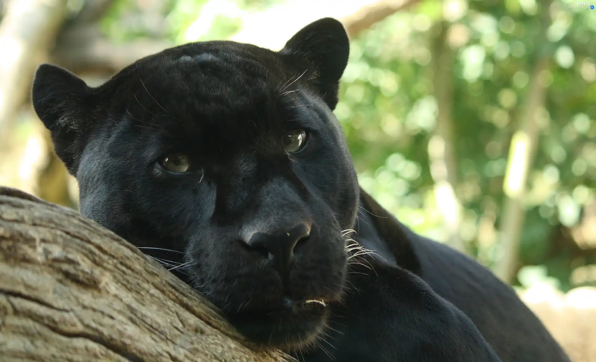 black, Head, trees, Panther