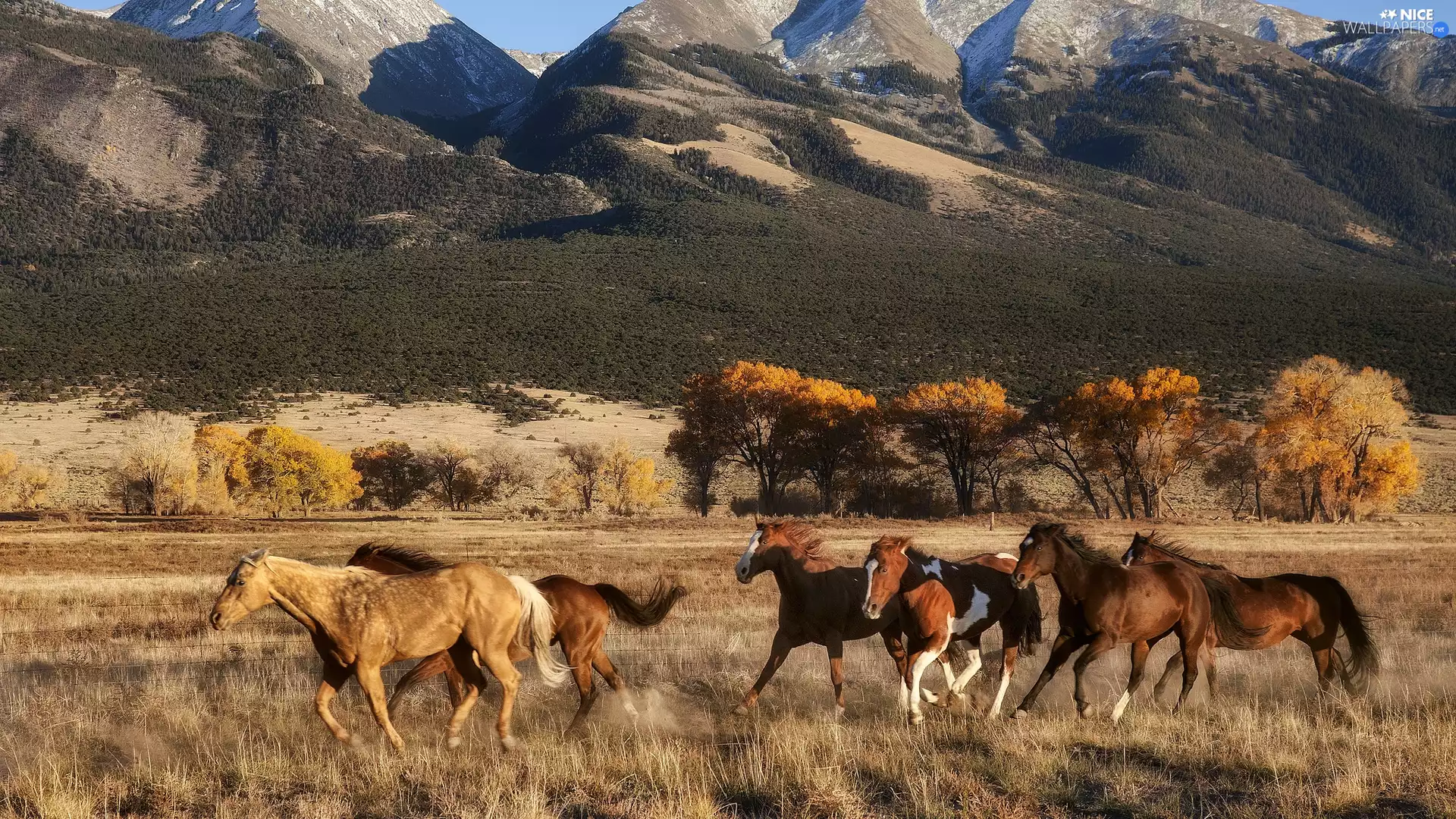 bloodstock, viewes, Mountains, trees