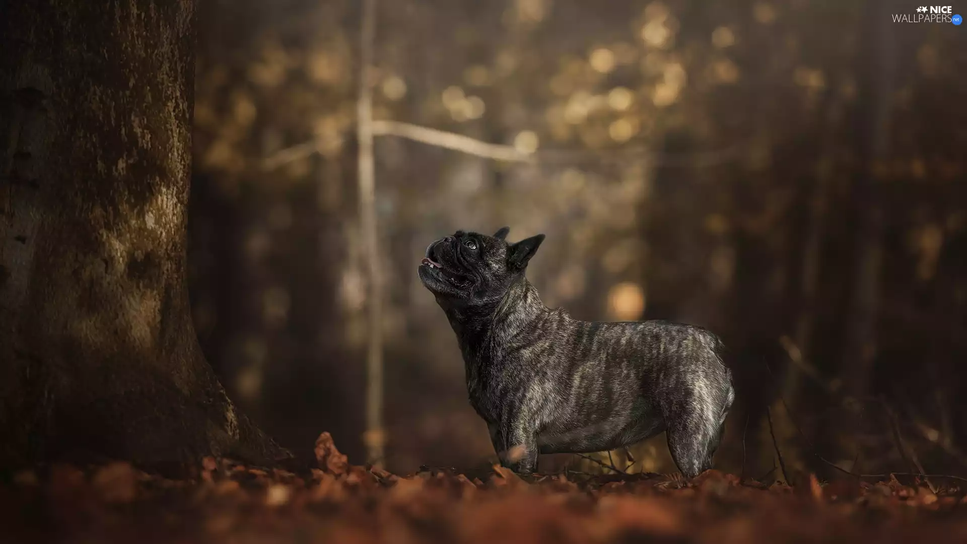 dog, trees, Bokeh, French Bulldog