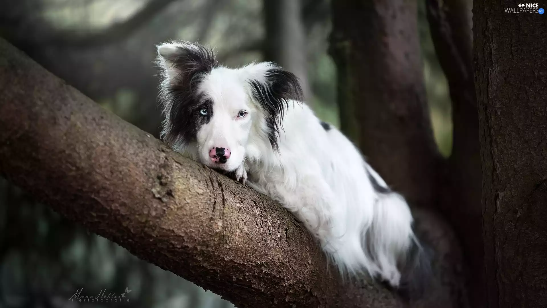 trees, Lod on the beach, lying, Border Collie, dog