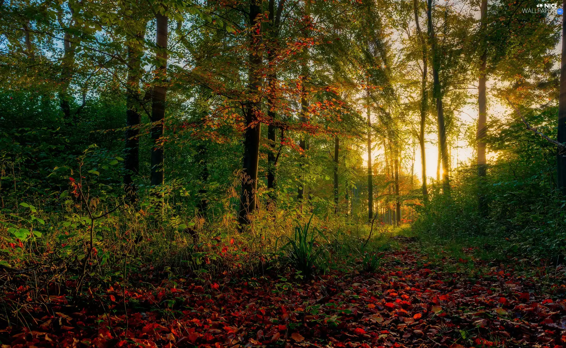 Plants, light breaking through sky, viewes, forest, trees