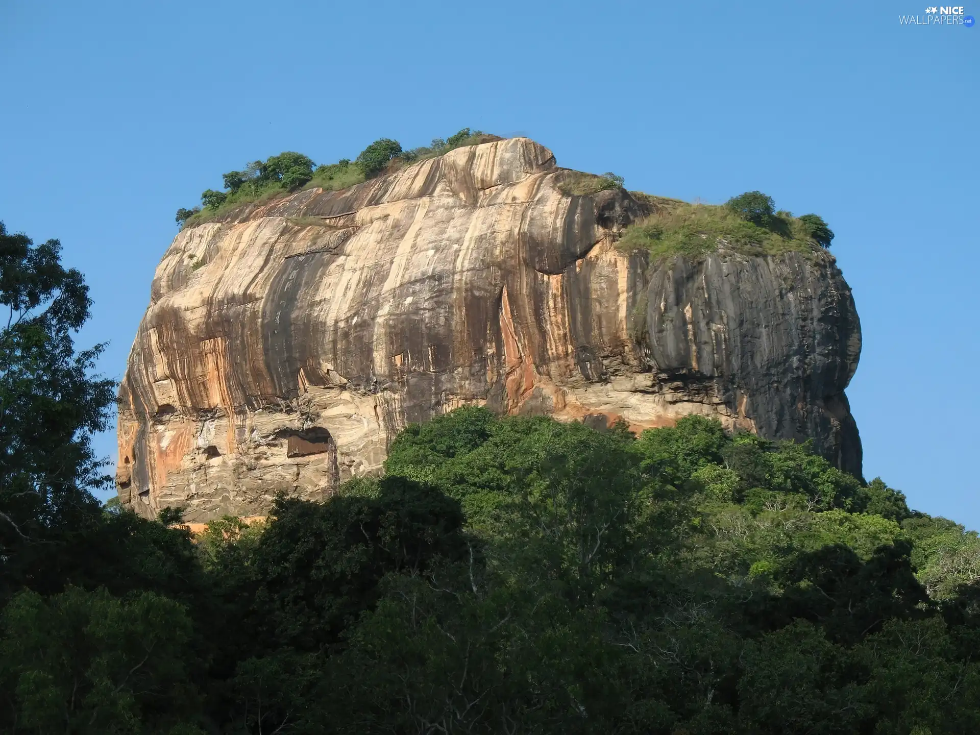 trees, Rocks, by