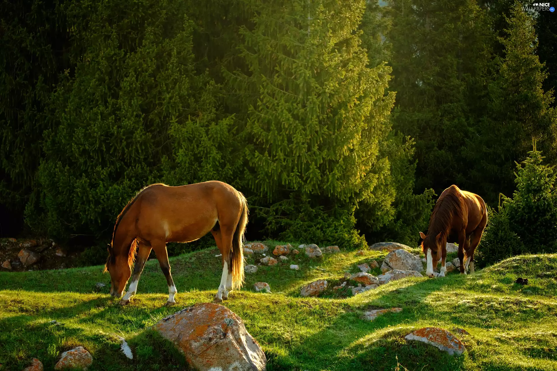 viewes, Stones, bloodstock, trees, Two cars