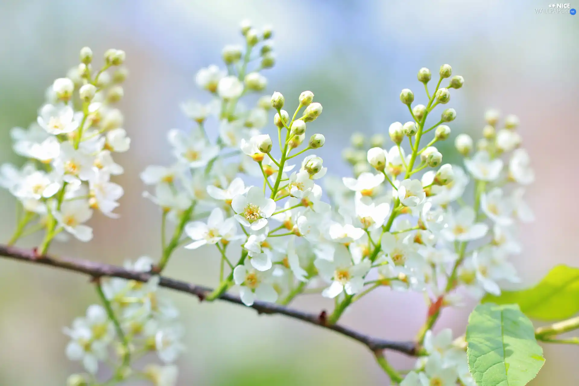 Bird Cherry, Flowers, trees, White