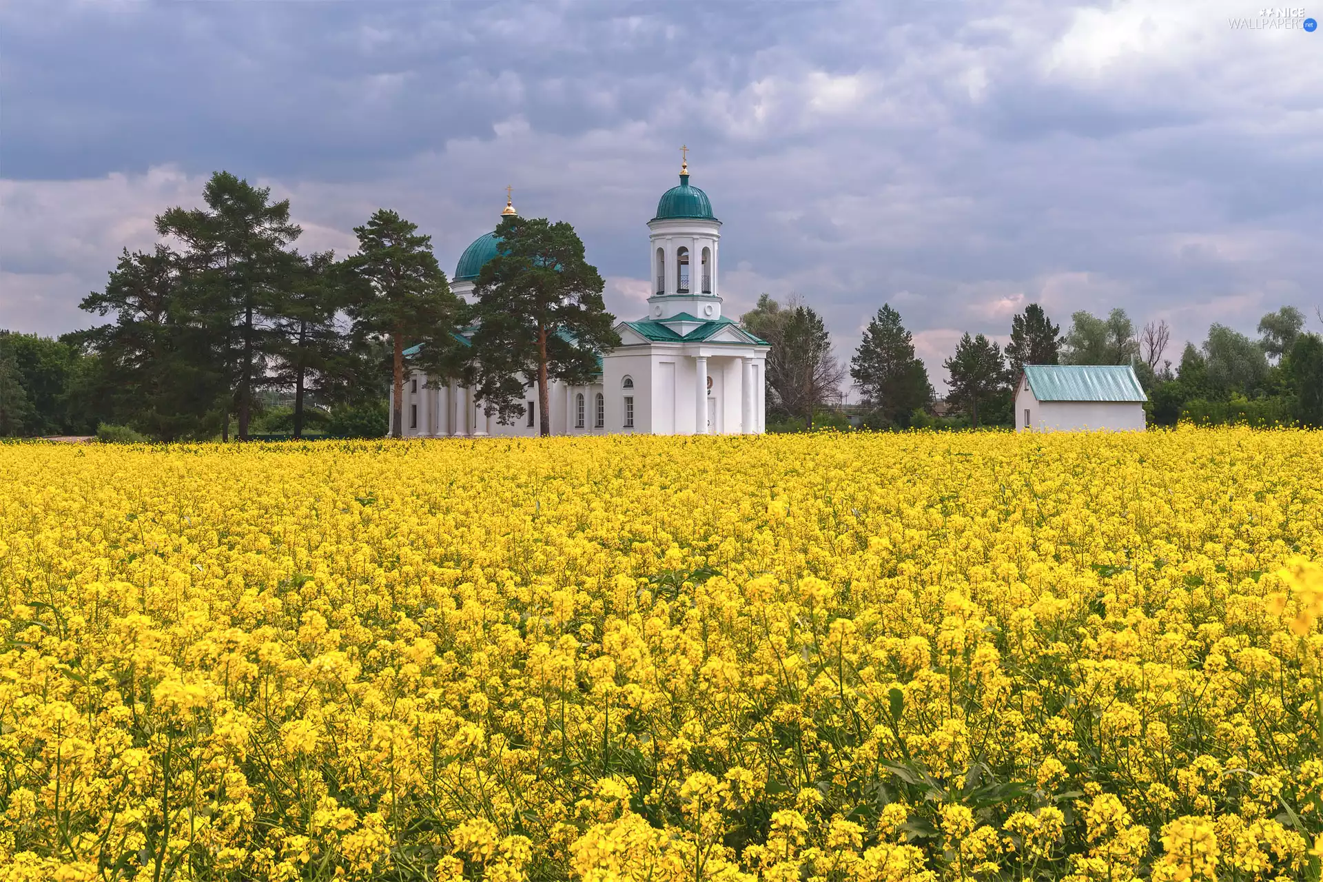 Field, rape, clouds, Church, viewes, Flowers, Yellow, trees