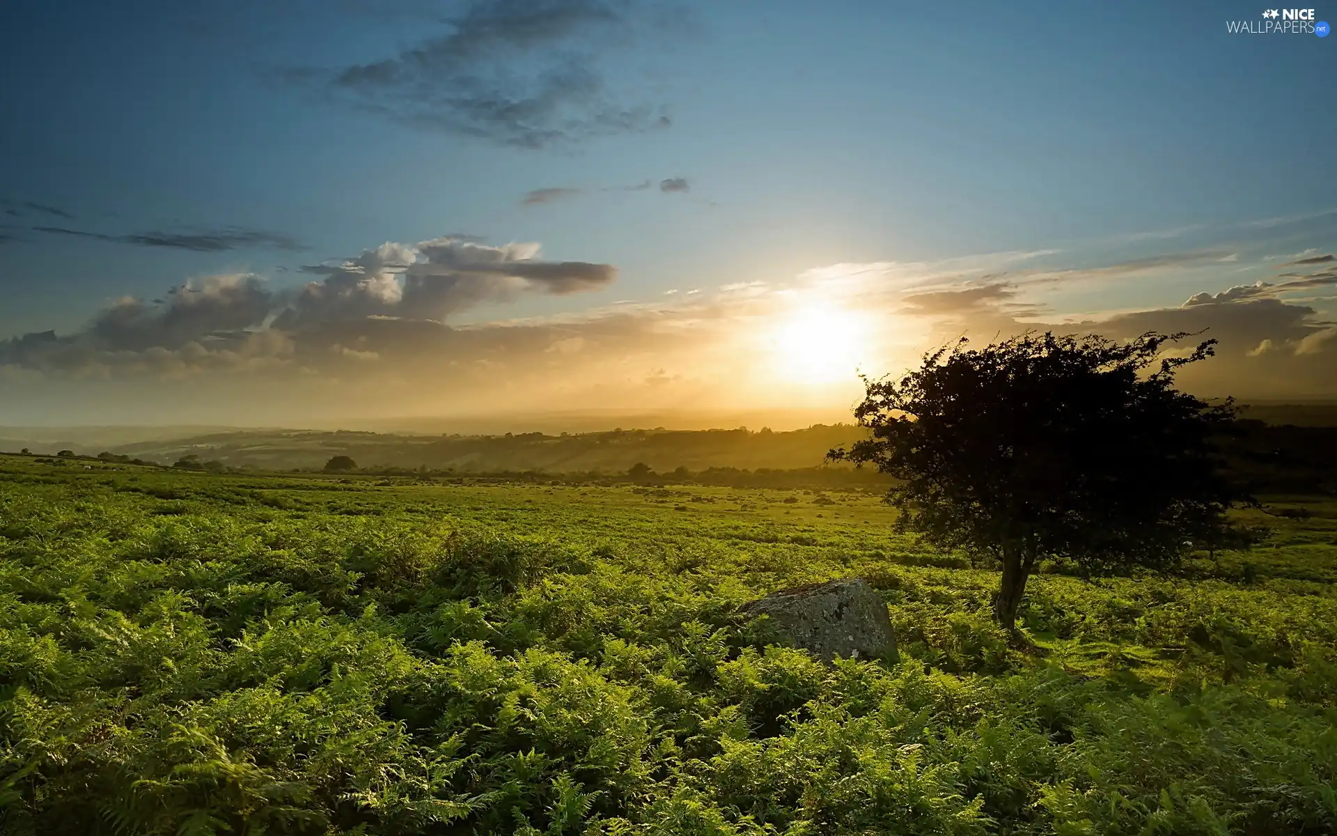 dawn, lonely, trees, medows