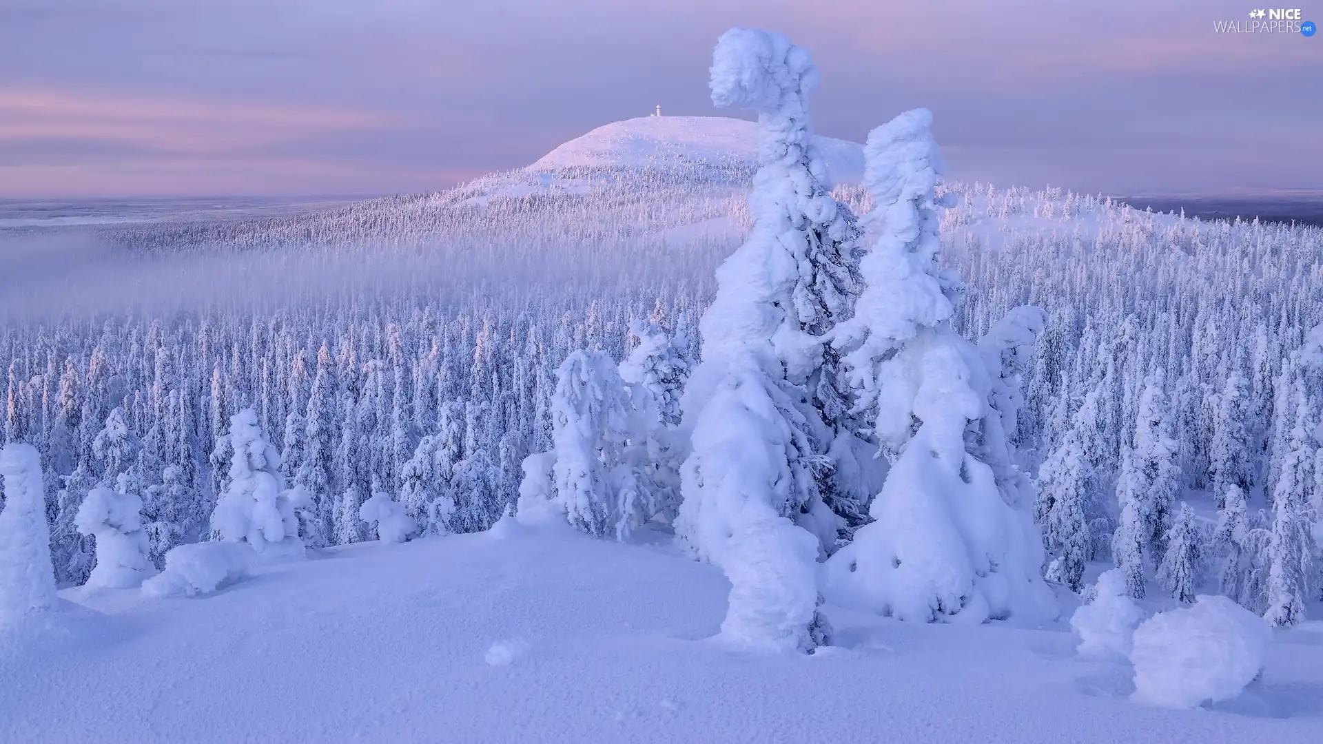 viewes, Snowy, drifts, trees, winter, Spruces, Hill