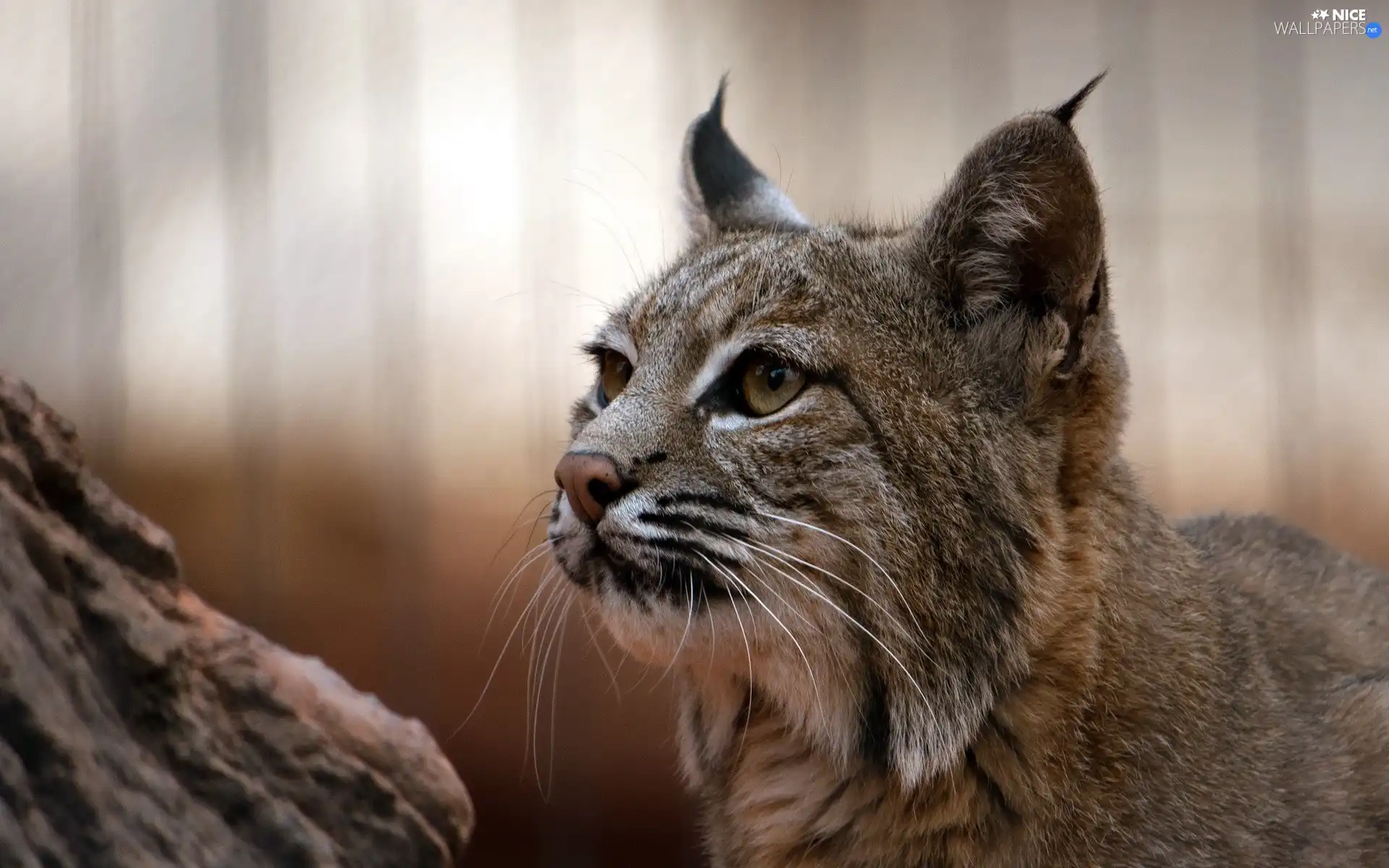 trees, Lynx, ears