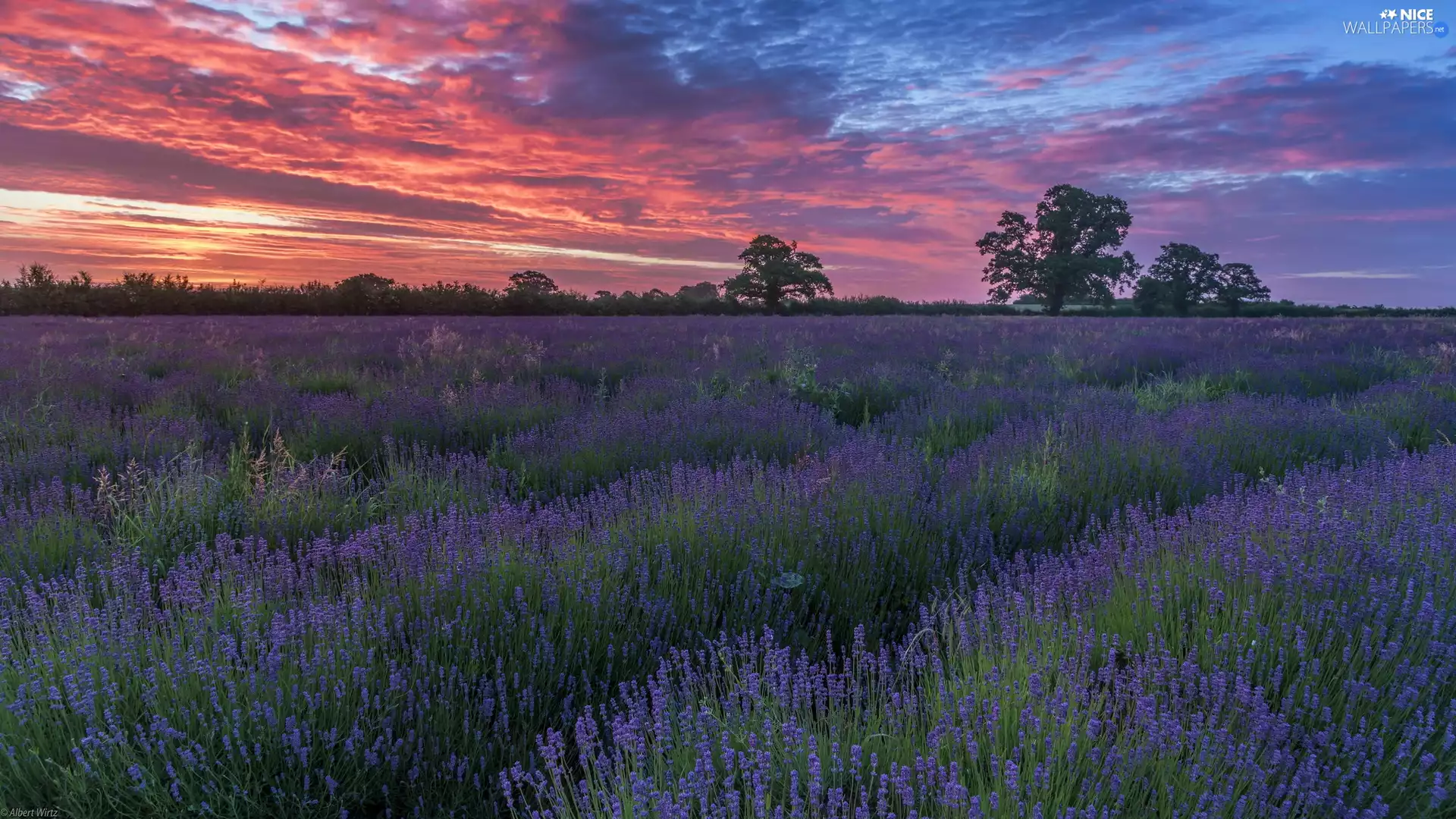 trees, viewes, Sky, Great Sunsets, color, Field, lavender, clouds