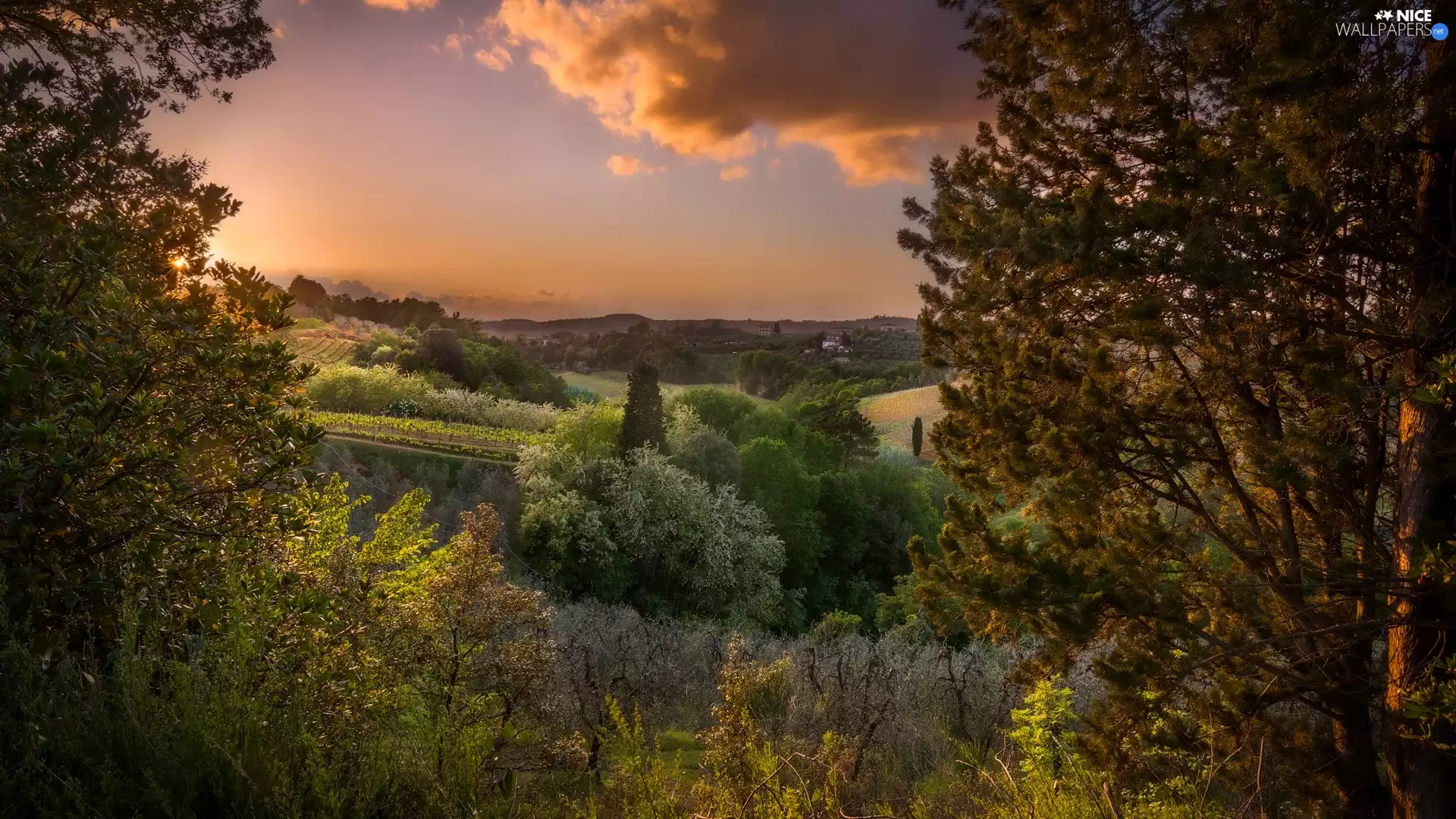 field, viewes, Sunrise, trees