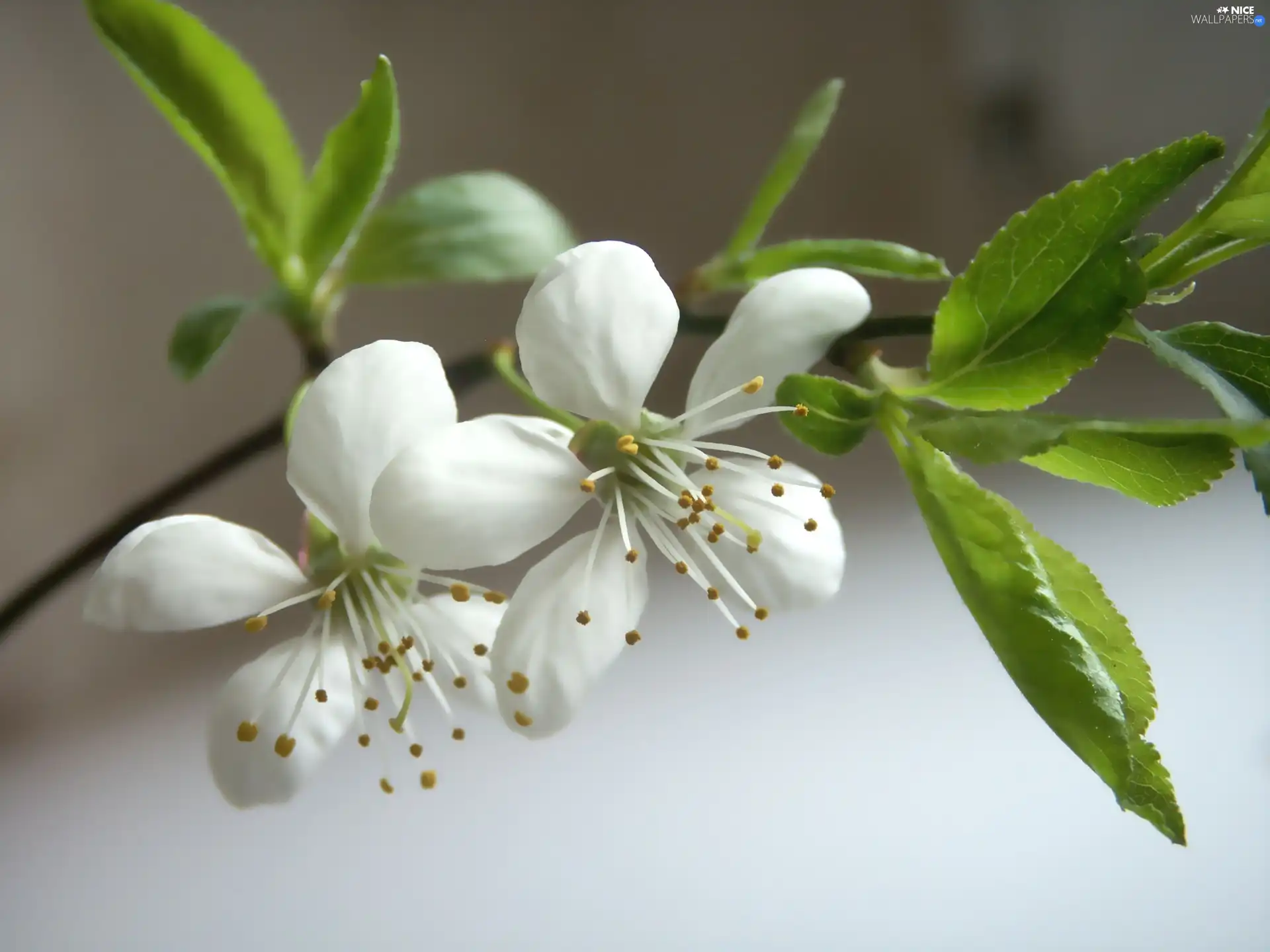 flourishing, trees