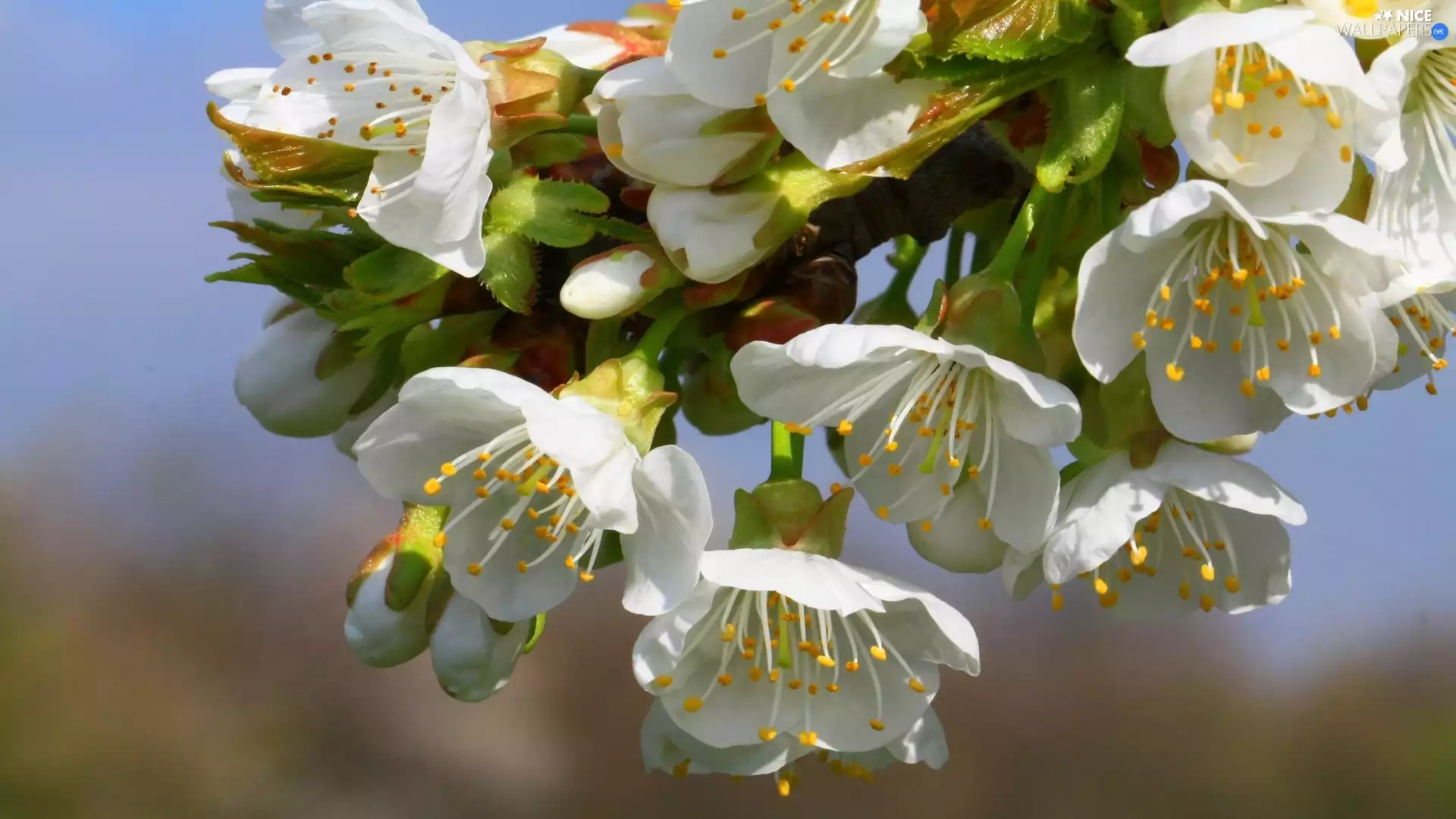 flourishing, White, Flowers, trees