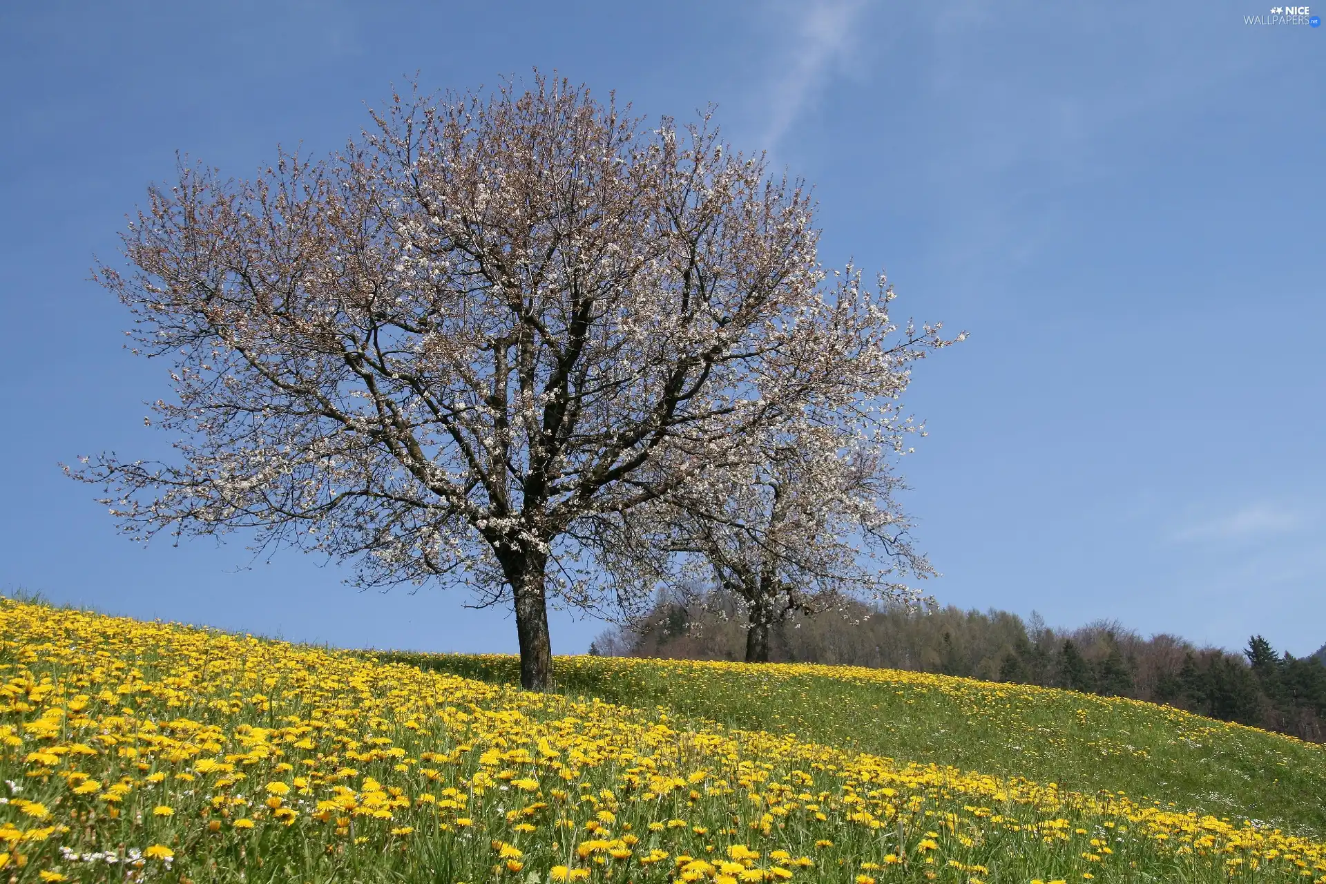 trees, Meadow, flourishing