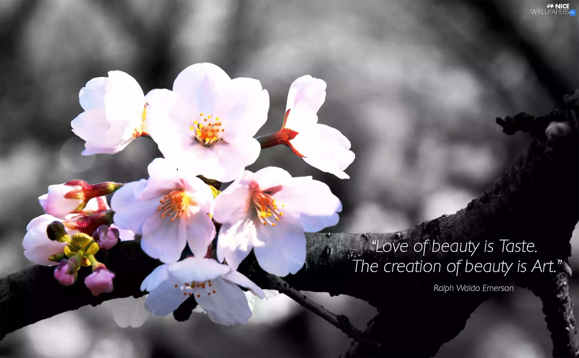 cherry, Colourfull Flowers, nature, Buds, Spring, nature, trees