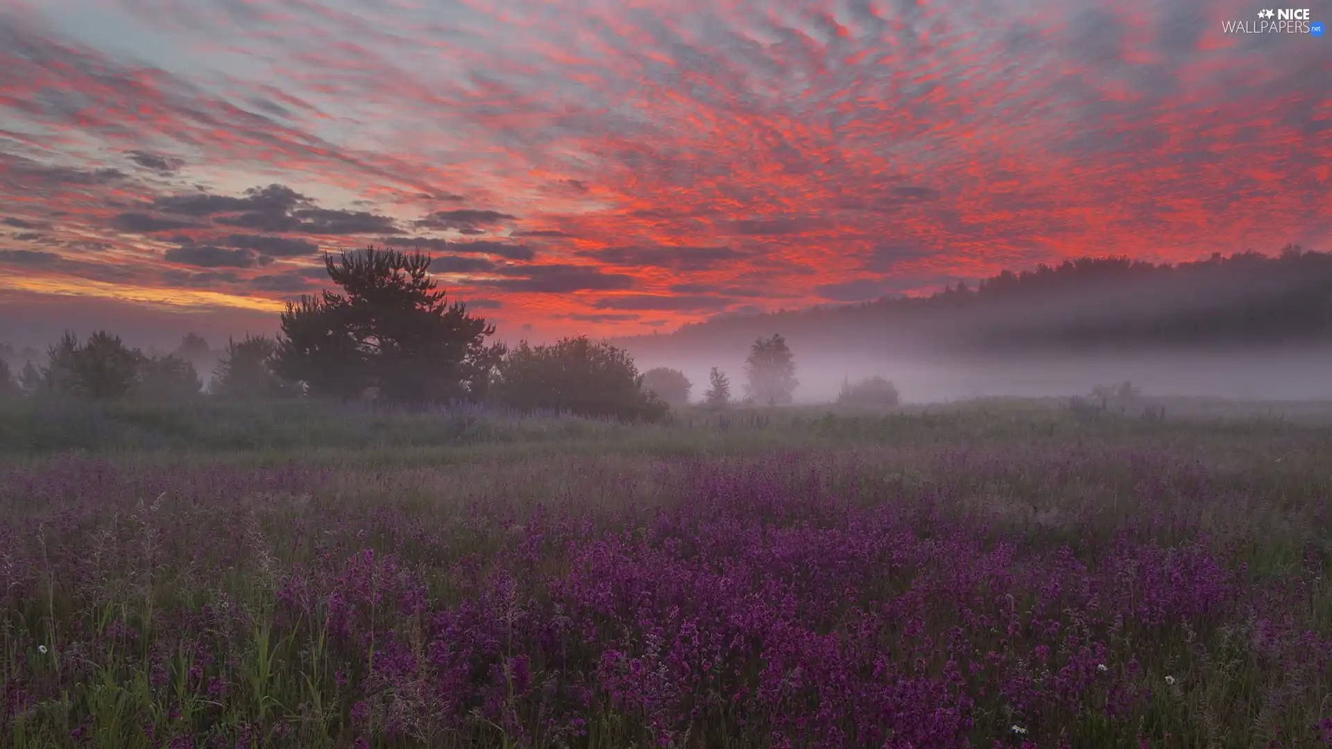 trees, viewes, Great Sunsets, Sky, Fog, Flowers, Meadow, clouds