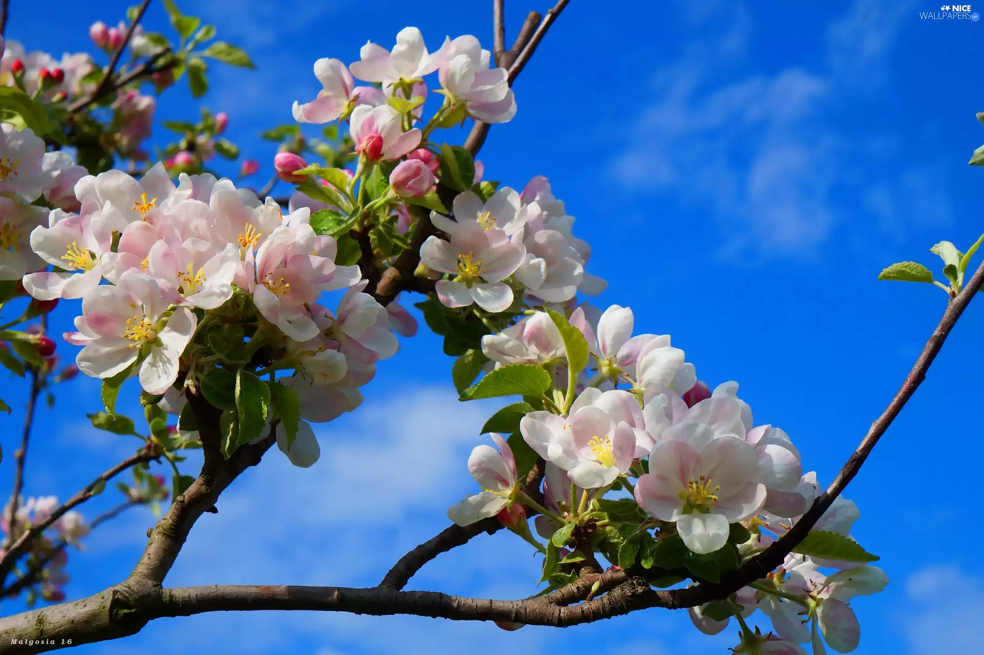 Sky, branch pics, trees, fruit, Flowers