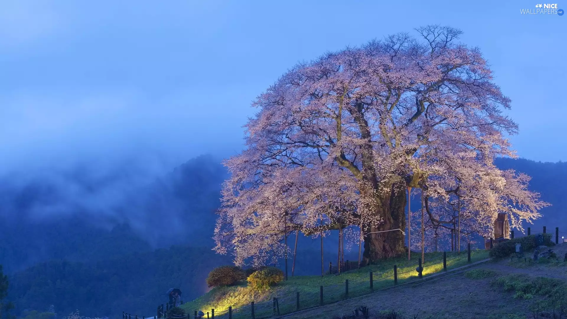 Hill, flourishing, Fog, trees, spreading, lighting, Mountains