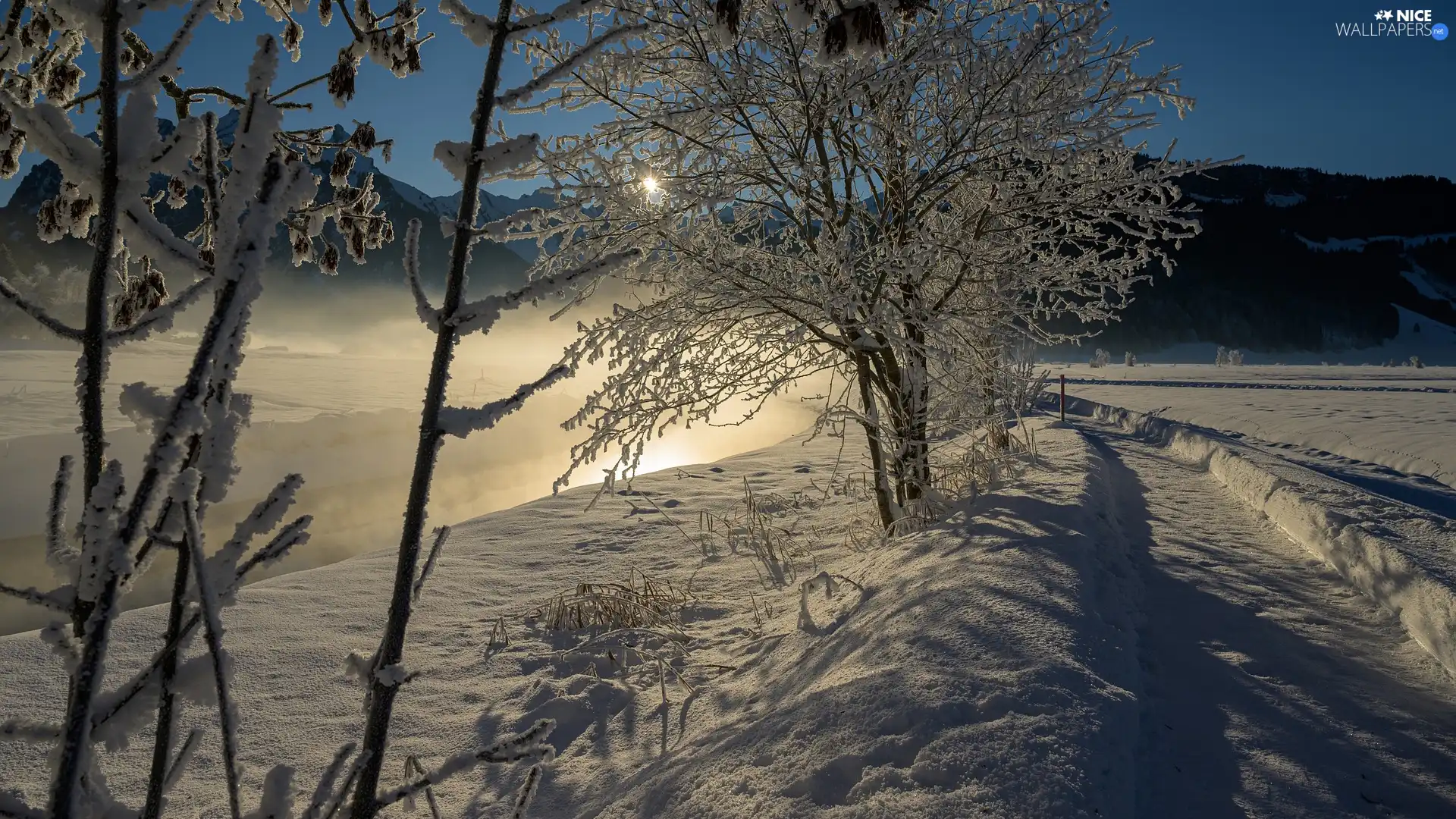 viewes, Way, Fog, trees, winter, snow, stream