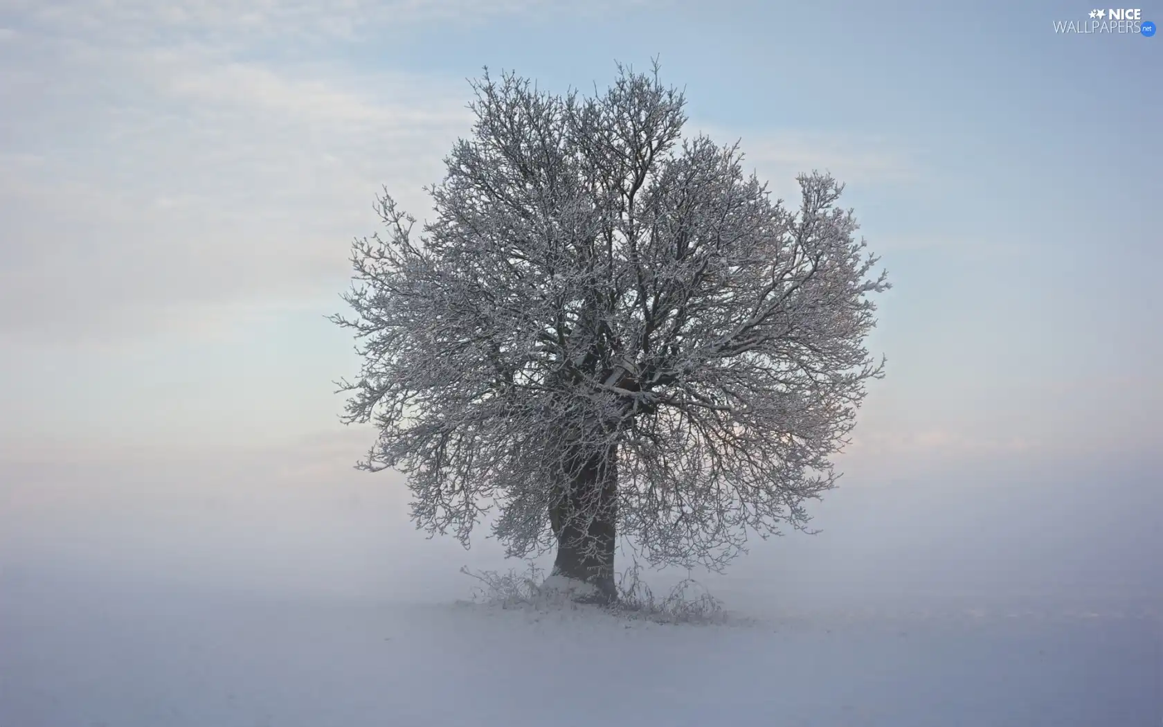 trees, winter, Fog