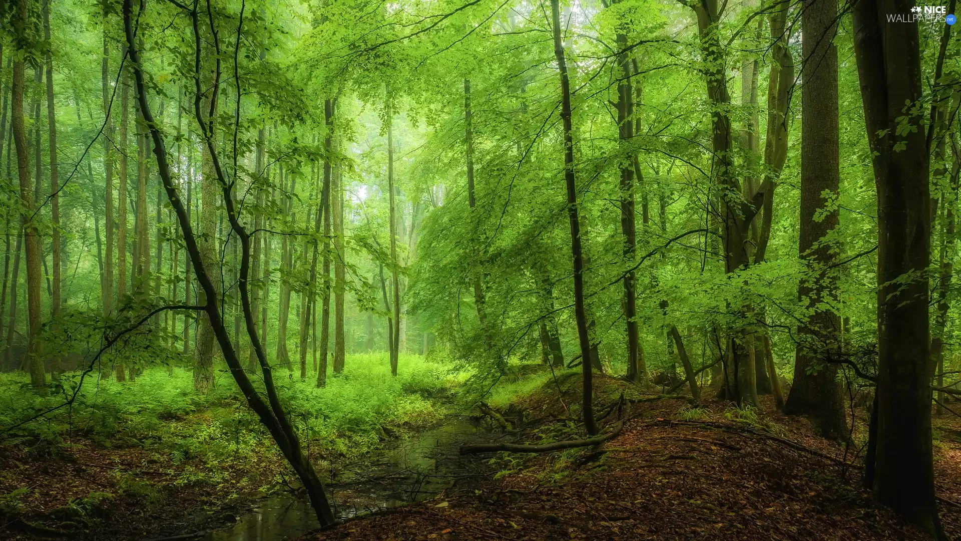 forest, viewes, brooklet, trees