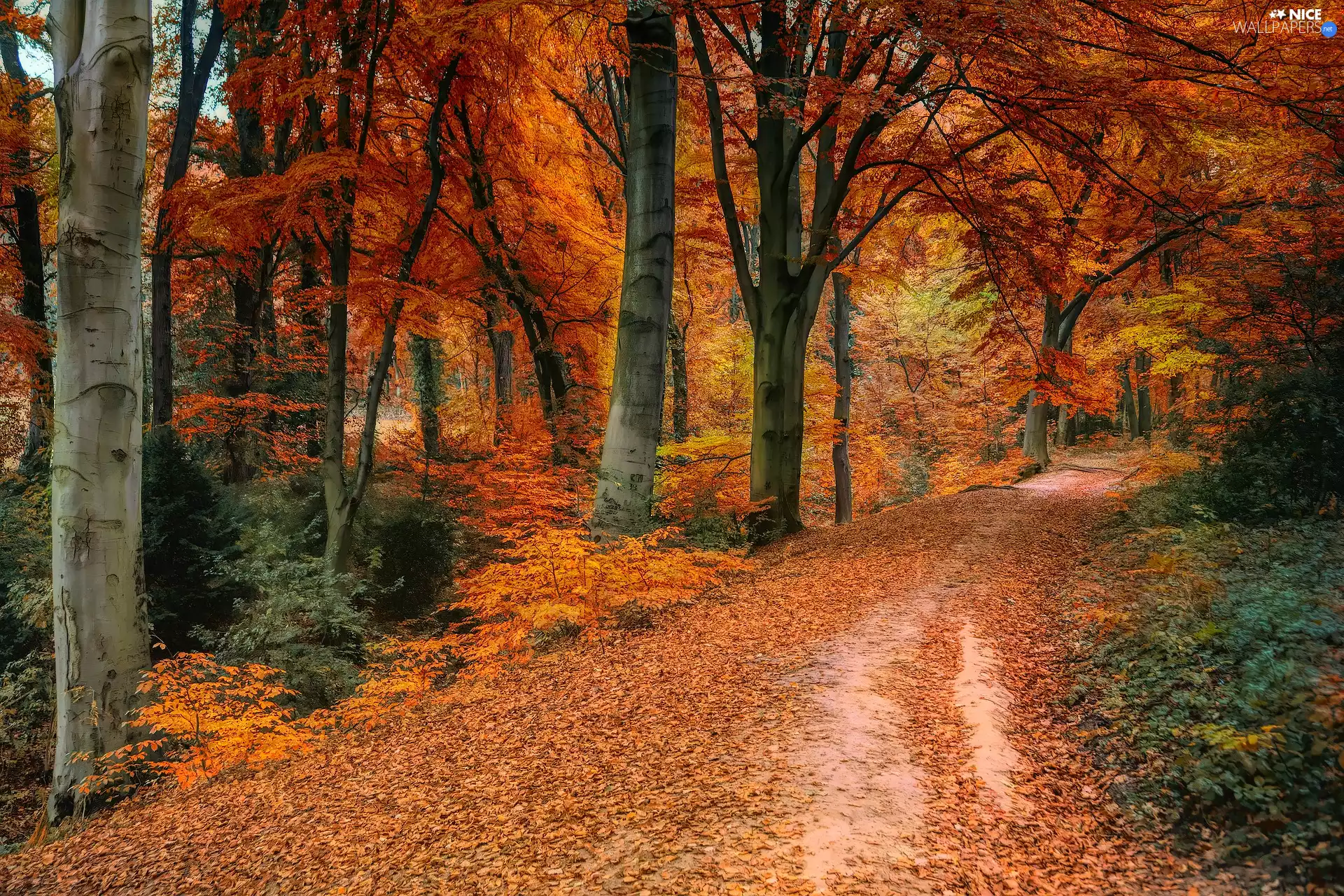 fallen, Leaf, forest, color, viewes, Way, autumn, trees