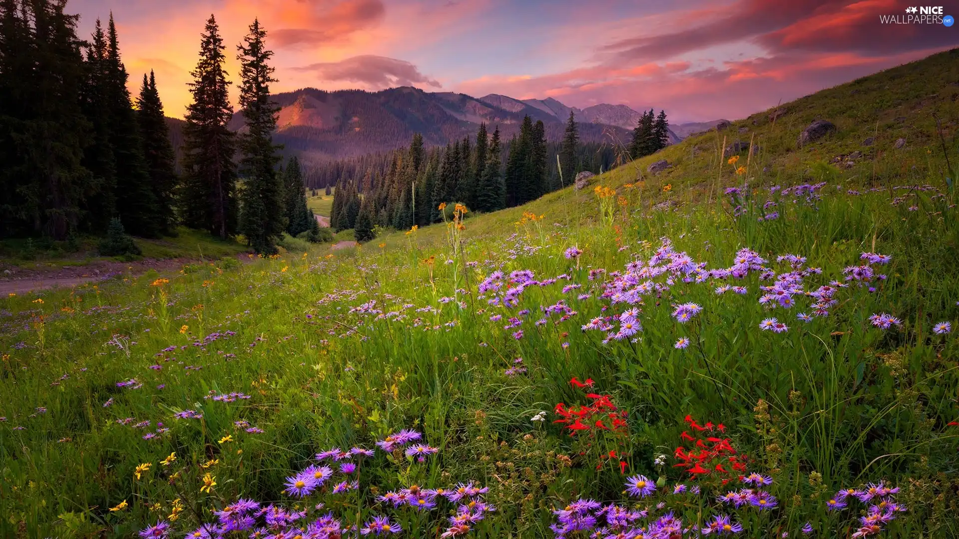 trees, viewes, clouds, Meadow, Great Sunsets, forest, Mountains, Flowers