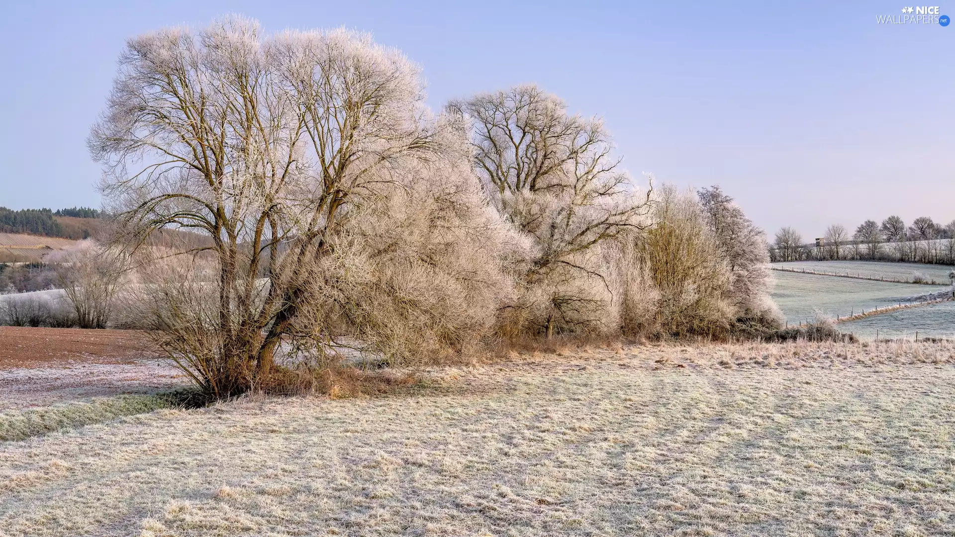 frosty, viewes, field, trees