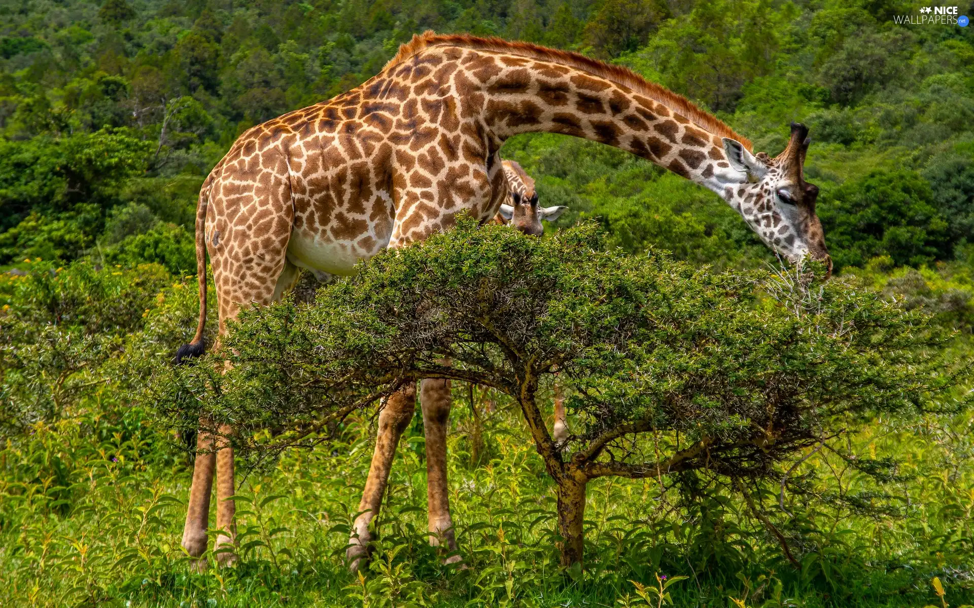giraffe, viewes, grass, trees
