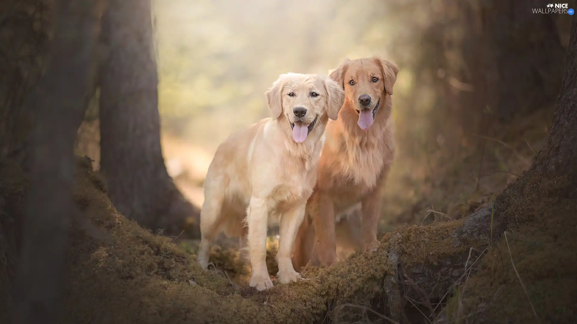 trees, viewes, Golden Retriever, litter, Dogs