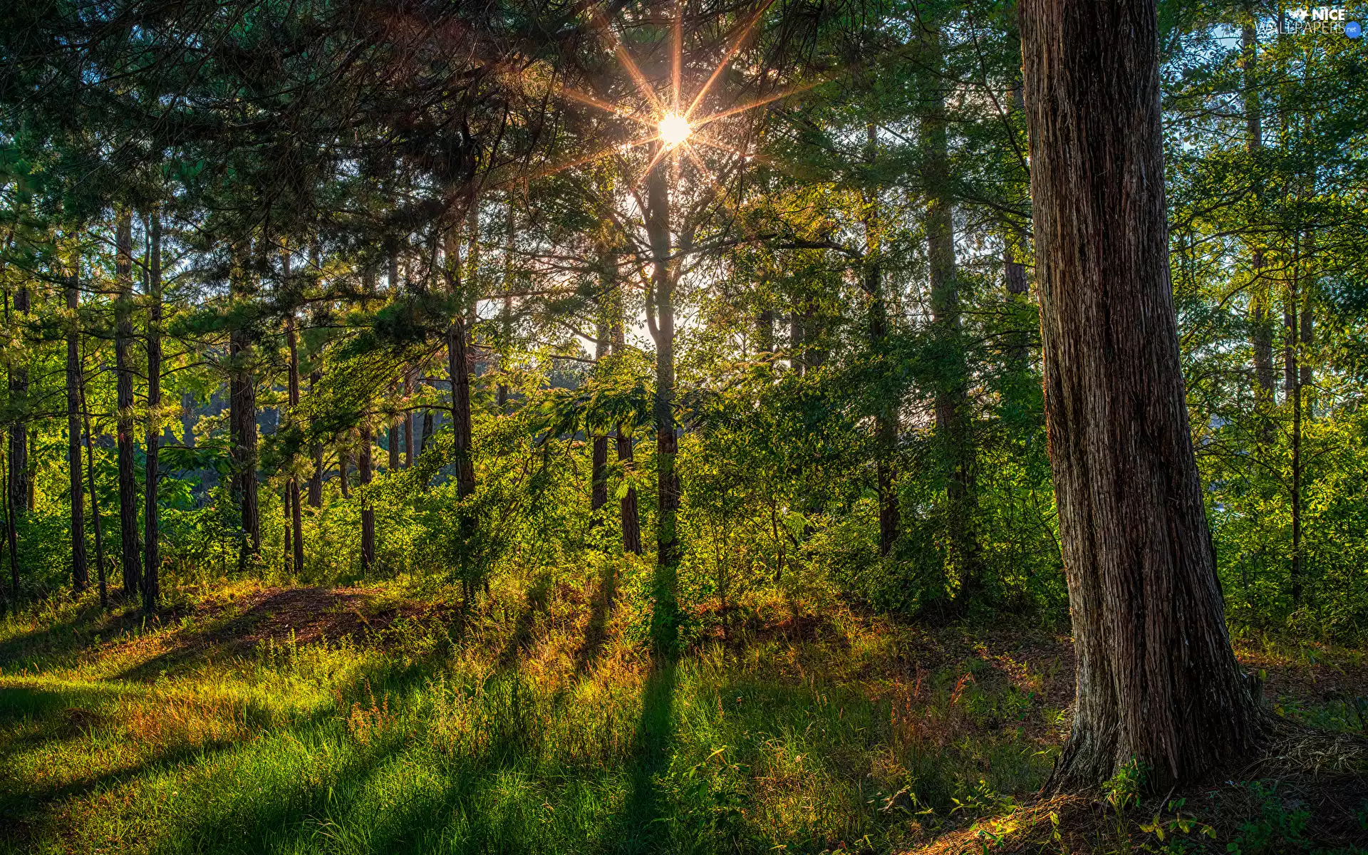 viewes, trunk, rays of the Sun, trees, grass, trees, forest, viewes