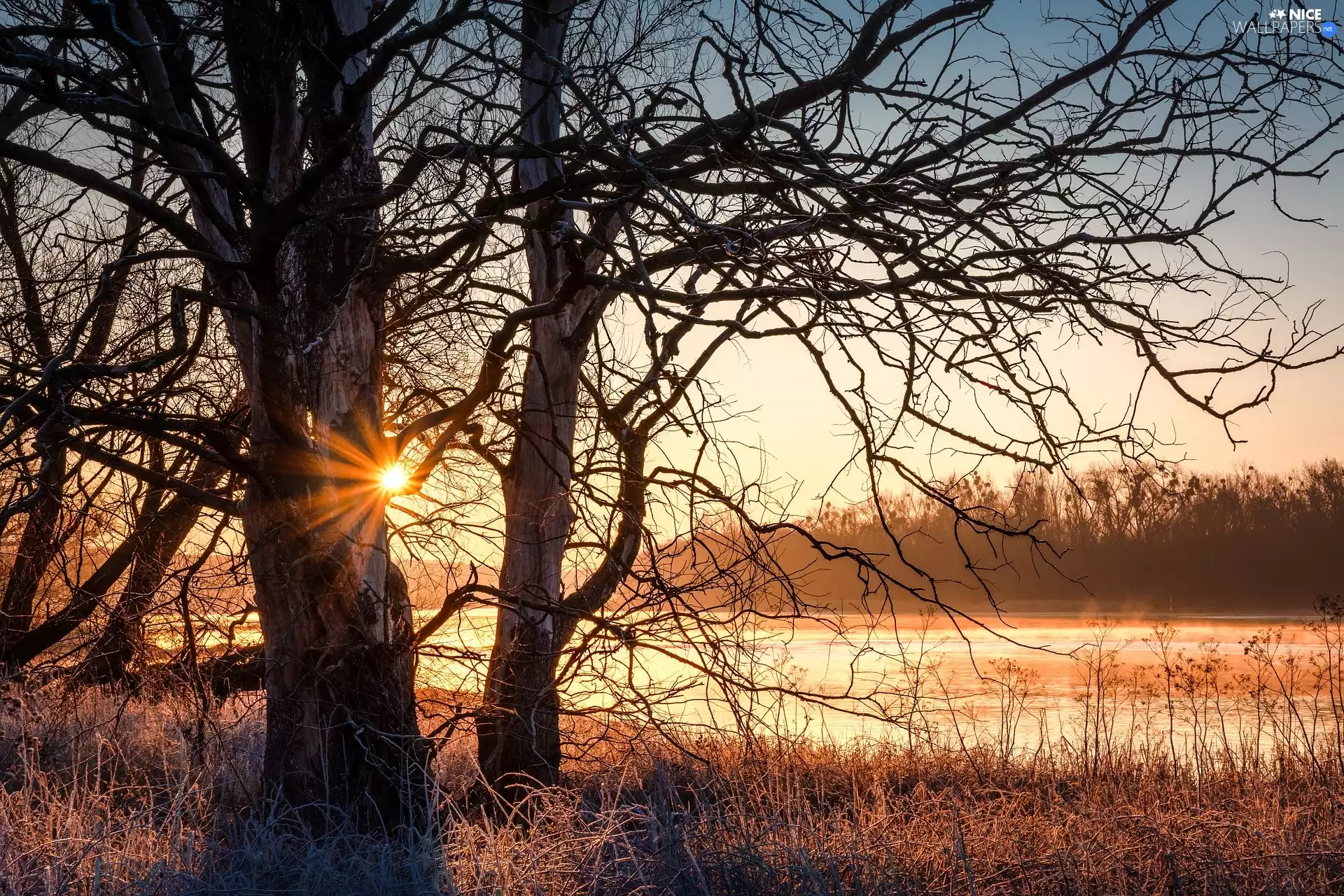 trees, River, rays of the Sun, grass, viewes, leafless